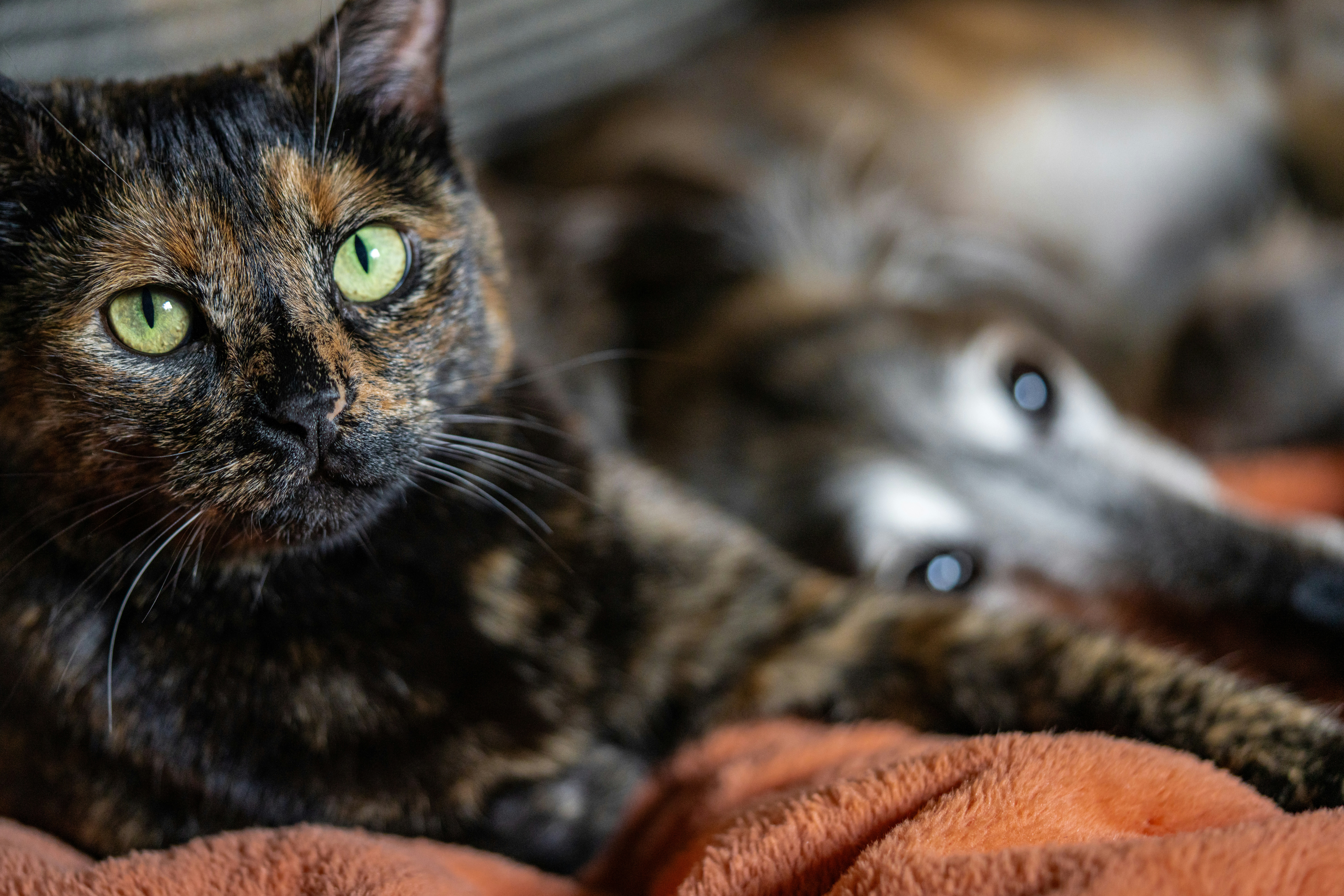 Nahaufnahme einer Katze, die auf einer Decke liegt