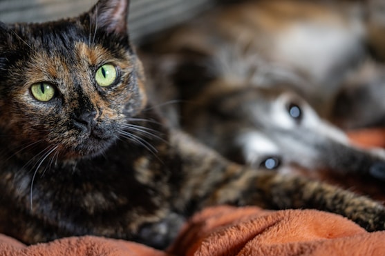 A close up of a cat laying on a blanket