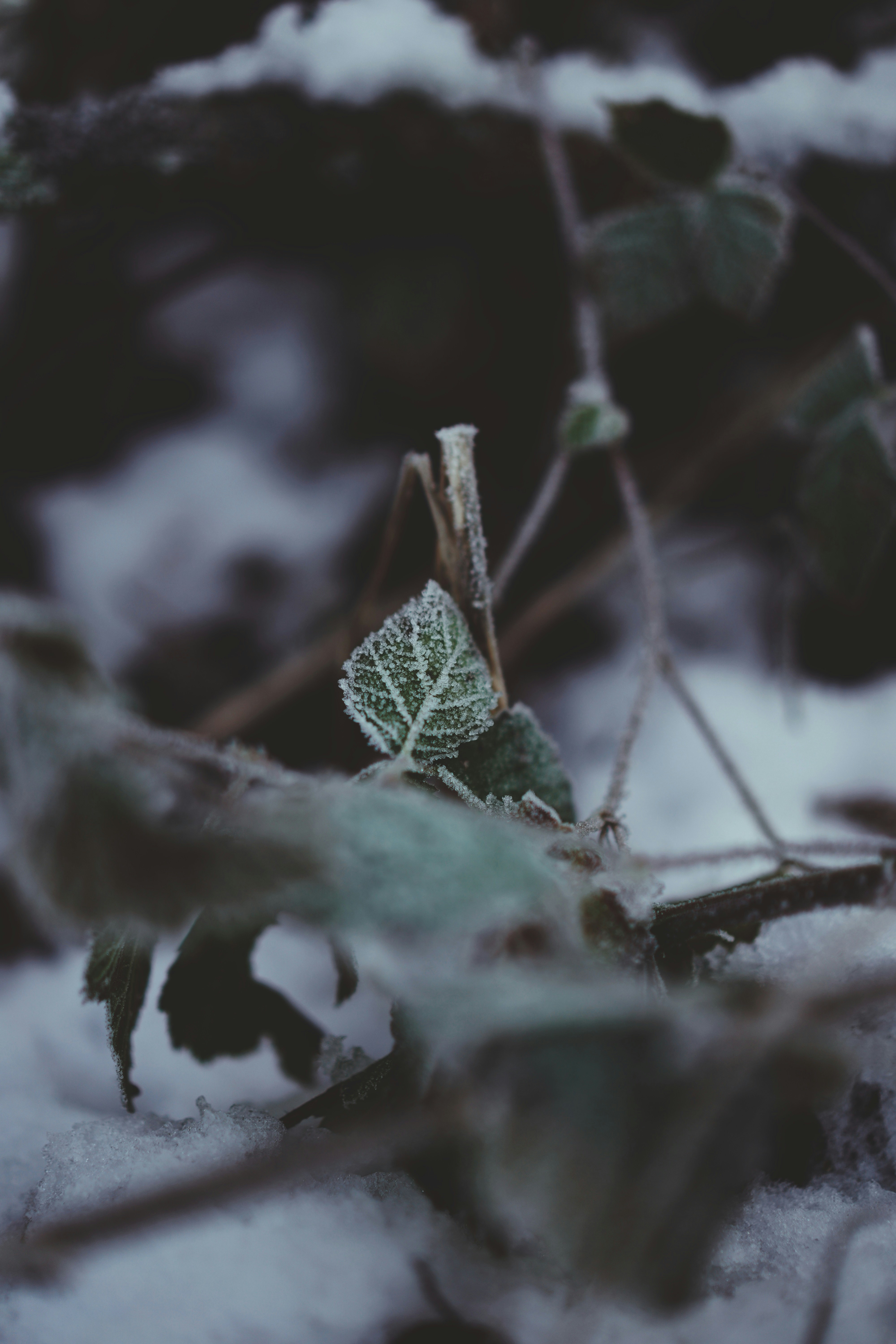 A leaf that is sitting in the snow