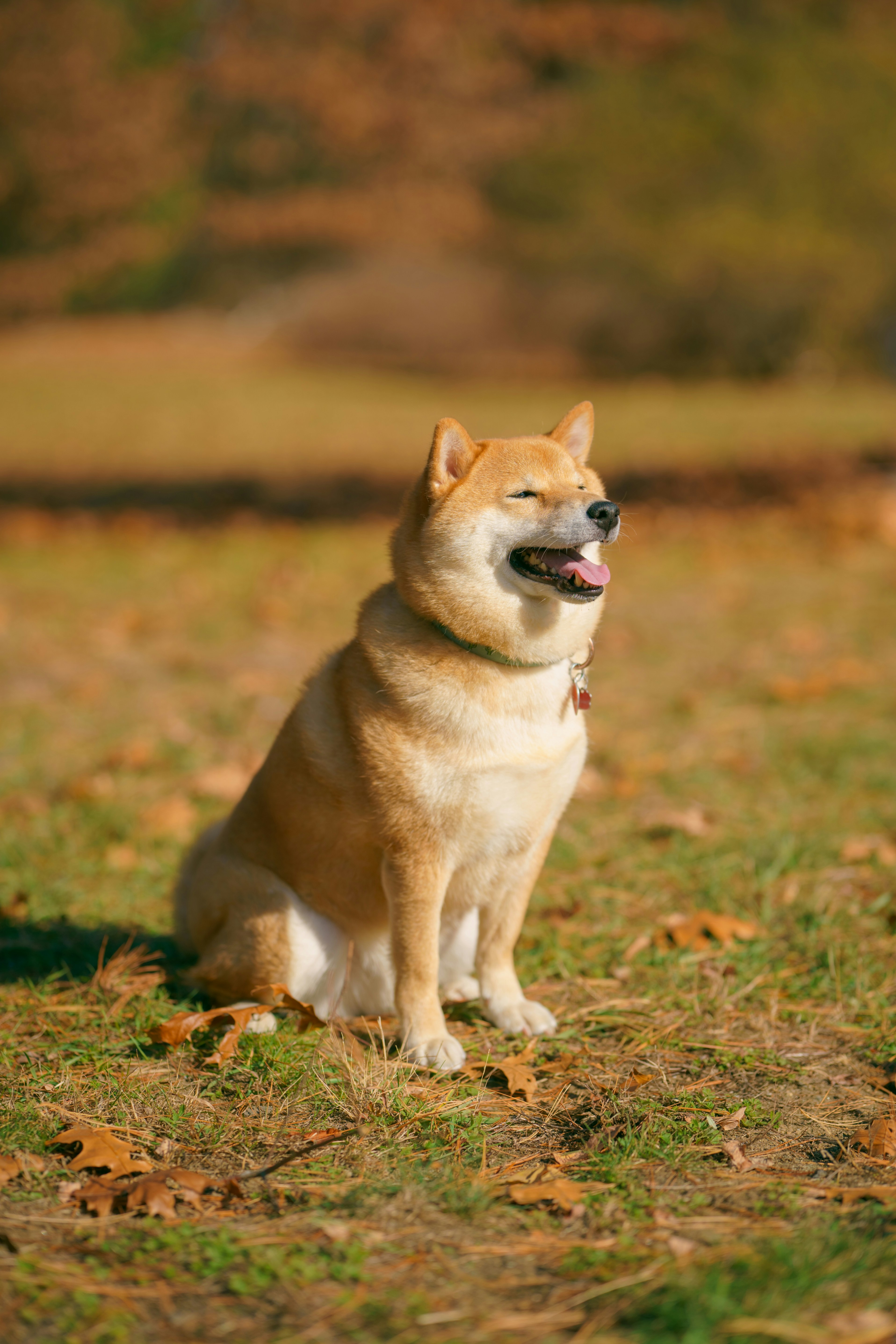 Addington Shibas
