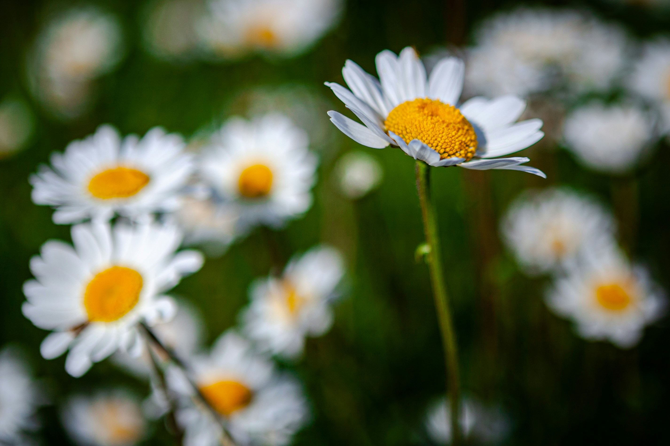 Photo by kabirahmedwork