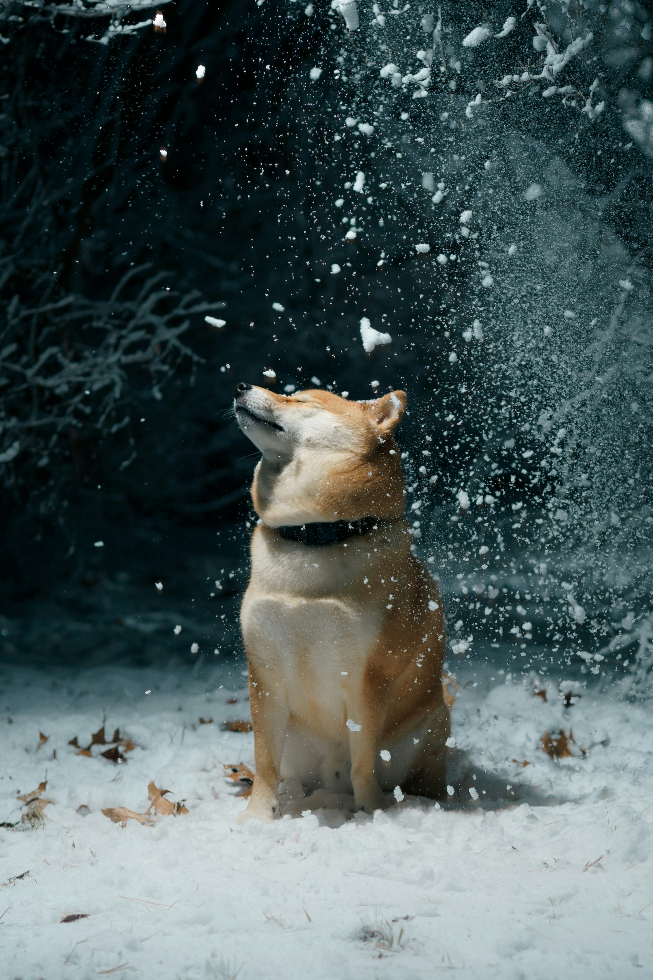 Un perro sentado en la nieve mirando hacia arriba