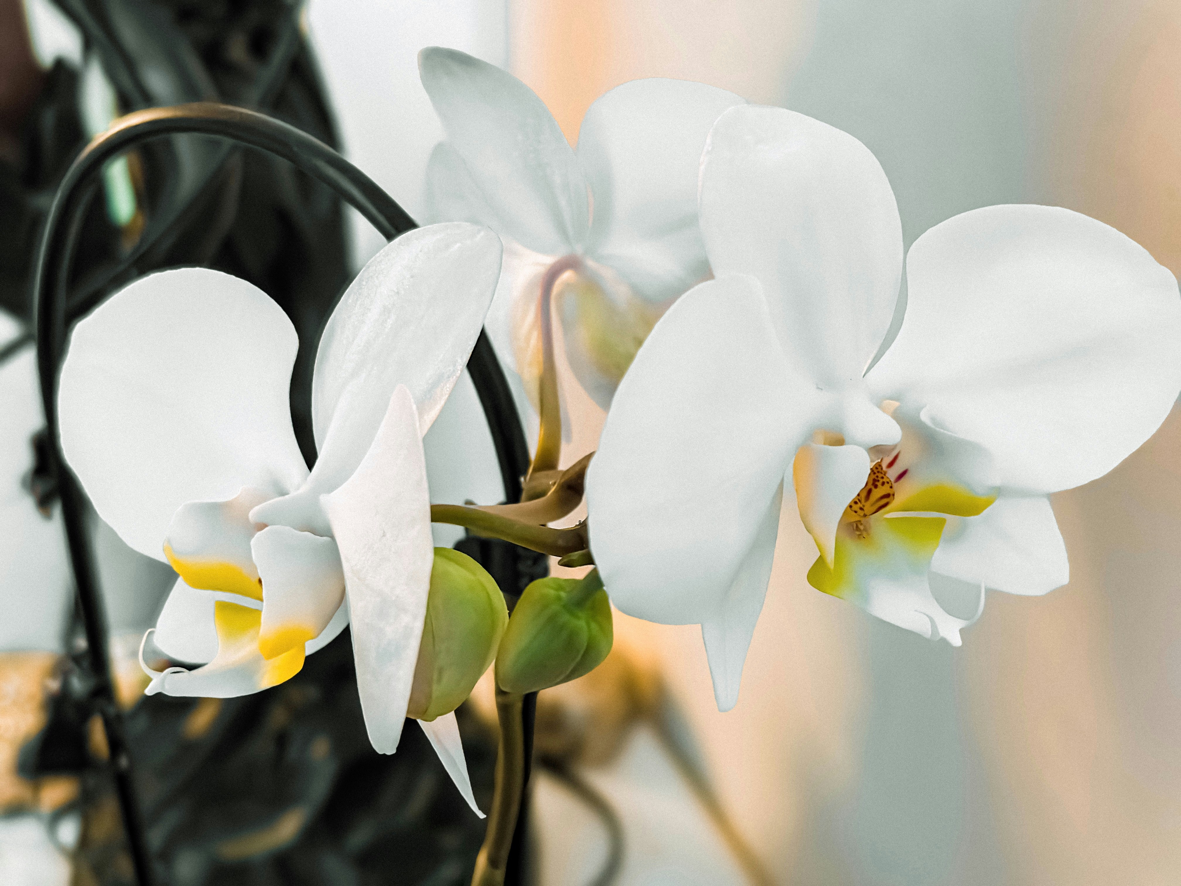 Photo by gamzeteoman