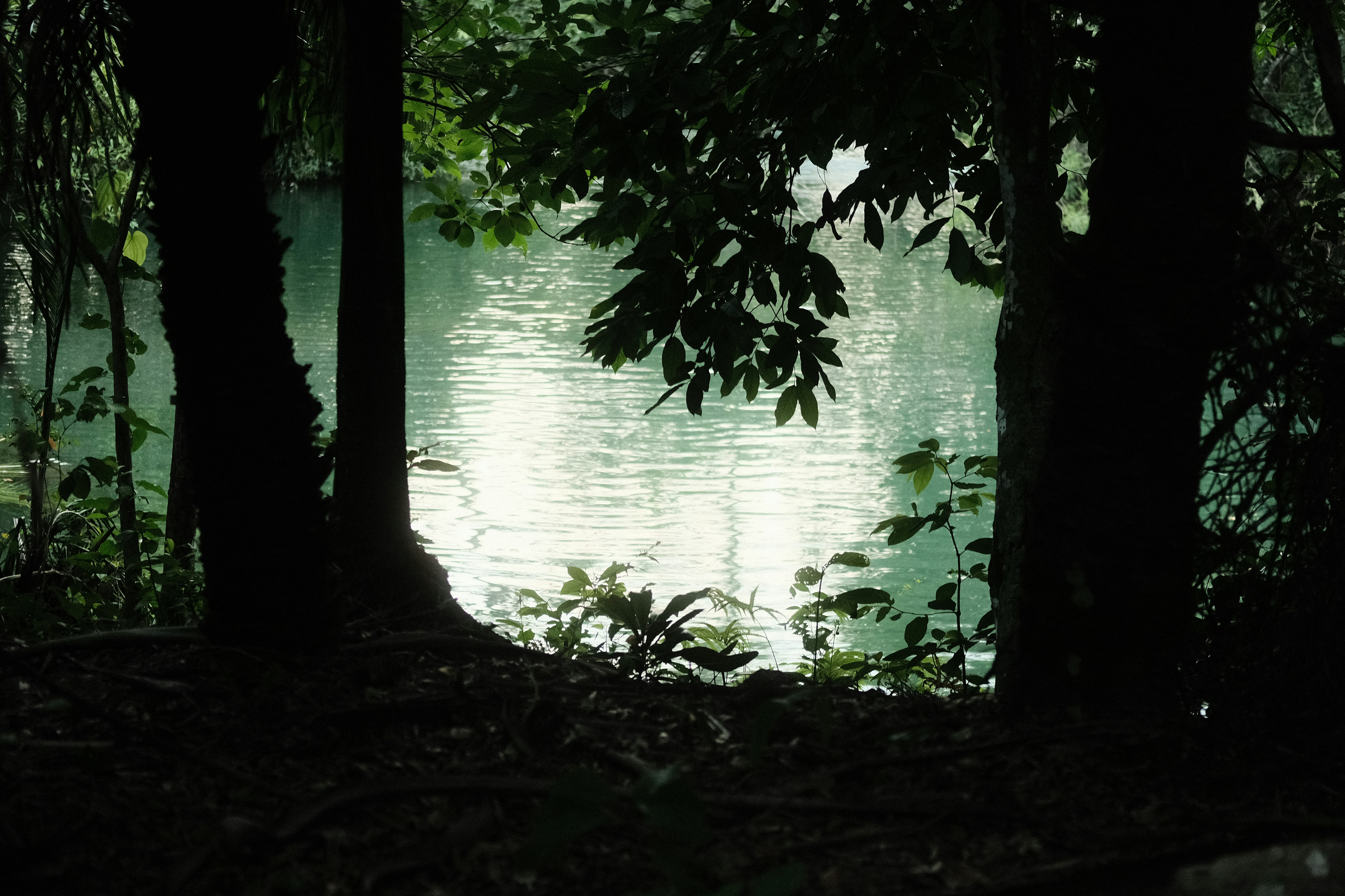 Ein Gewässer, umgeben von Bäumen in einem Wald