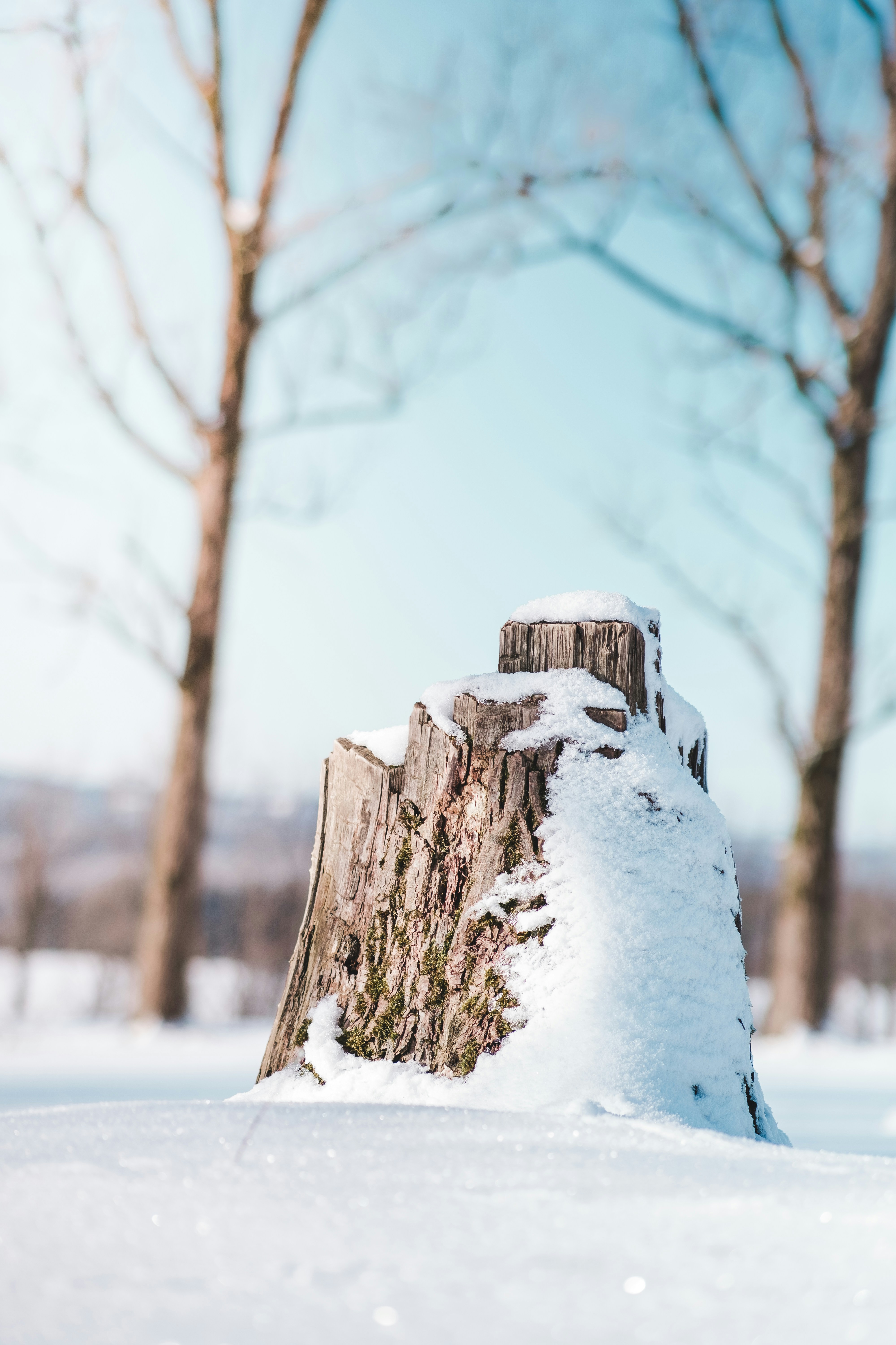 A snow covered tree stump in a snowy field