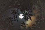 A full moon seen through the branches of a tree