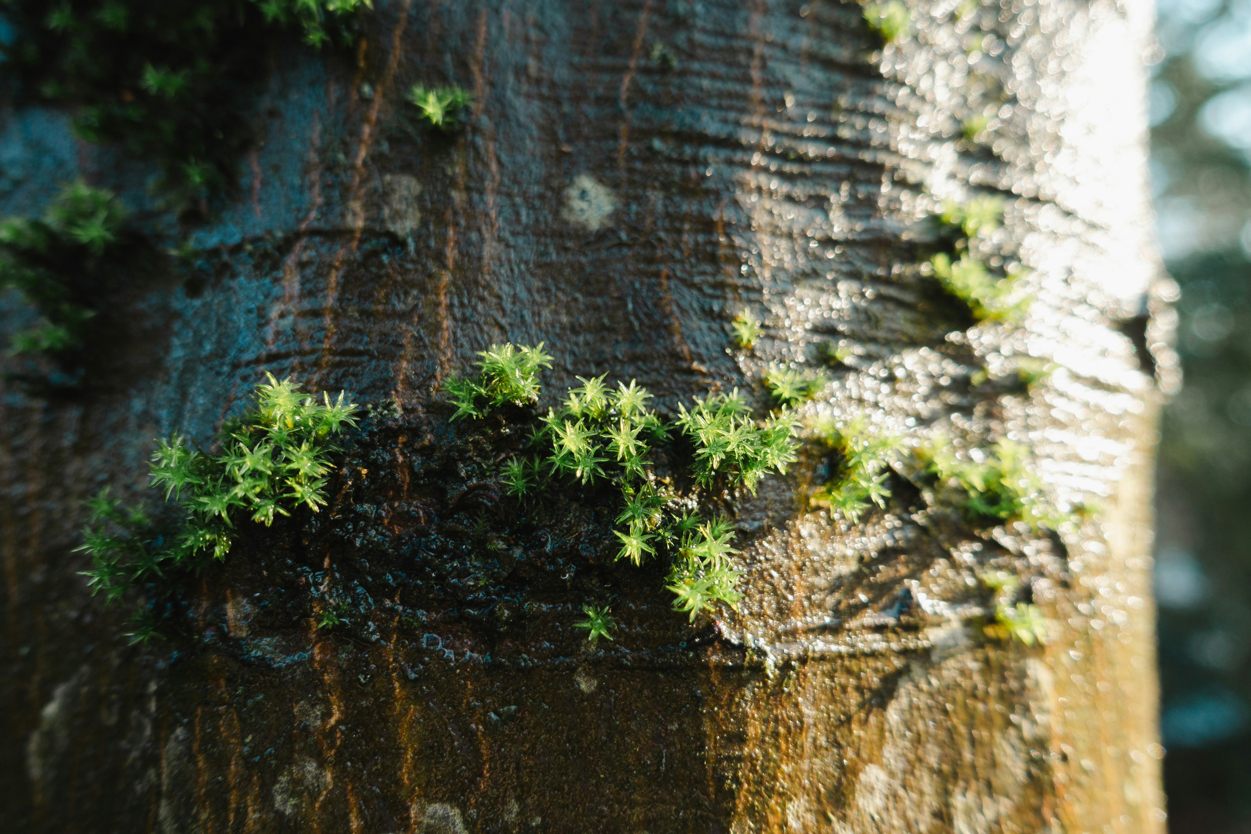 Photo by markuswinkler