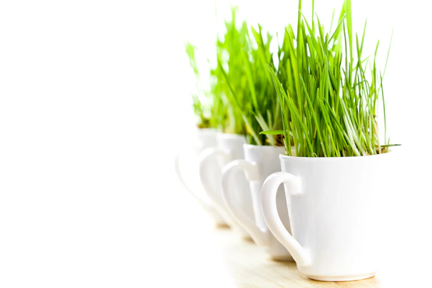Three mugs with grass growing out of them