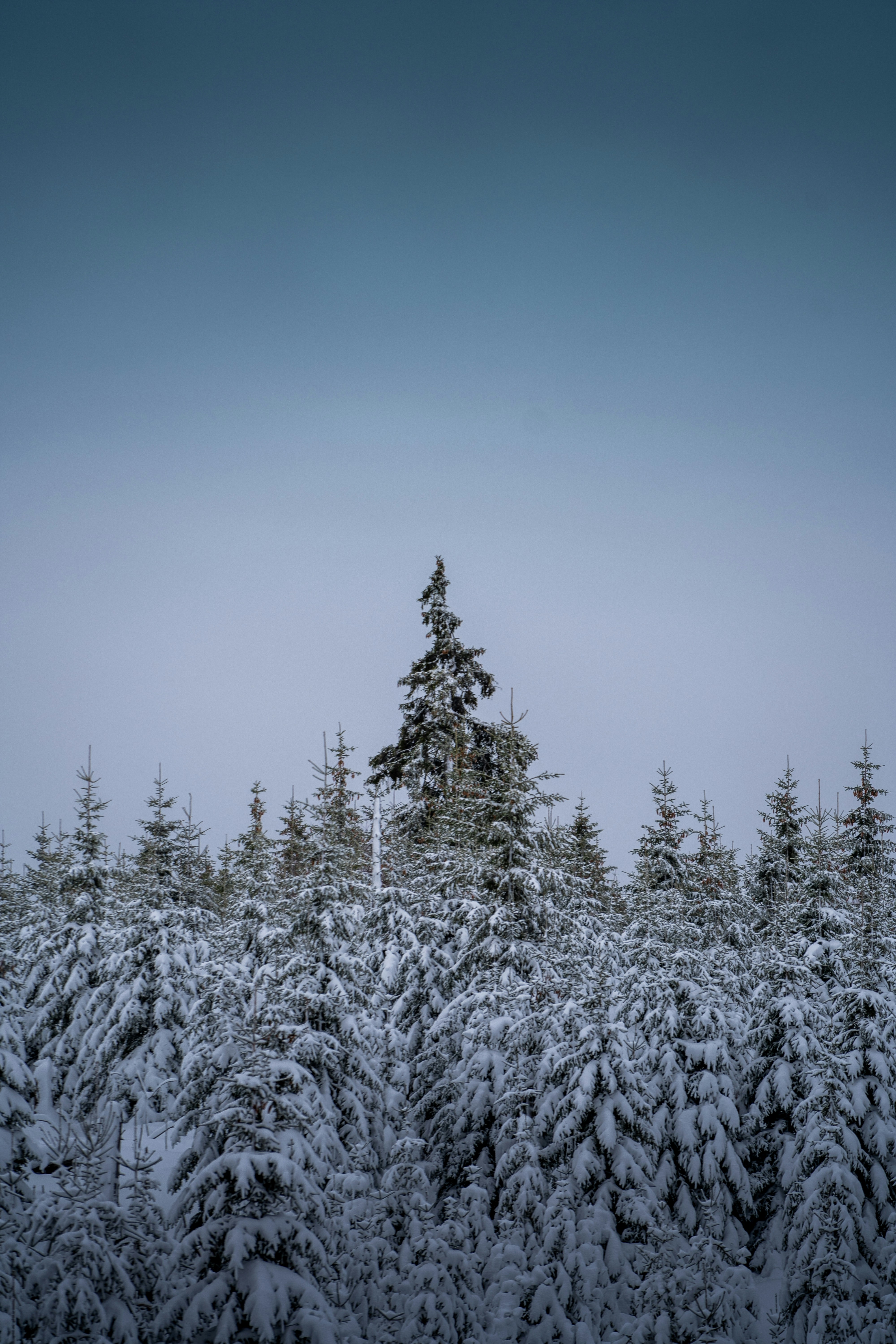 Ein schneebedeckter Wald mit Bäumen im Vordergrund