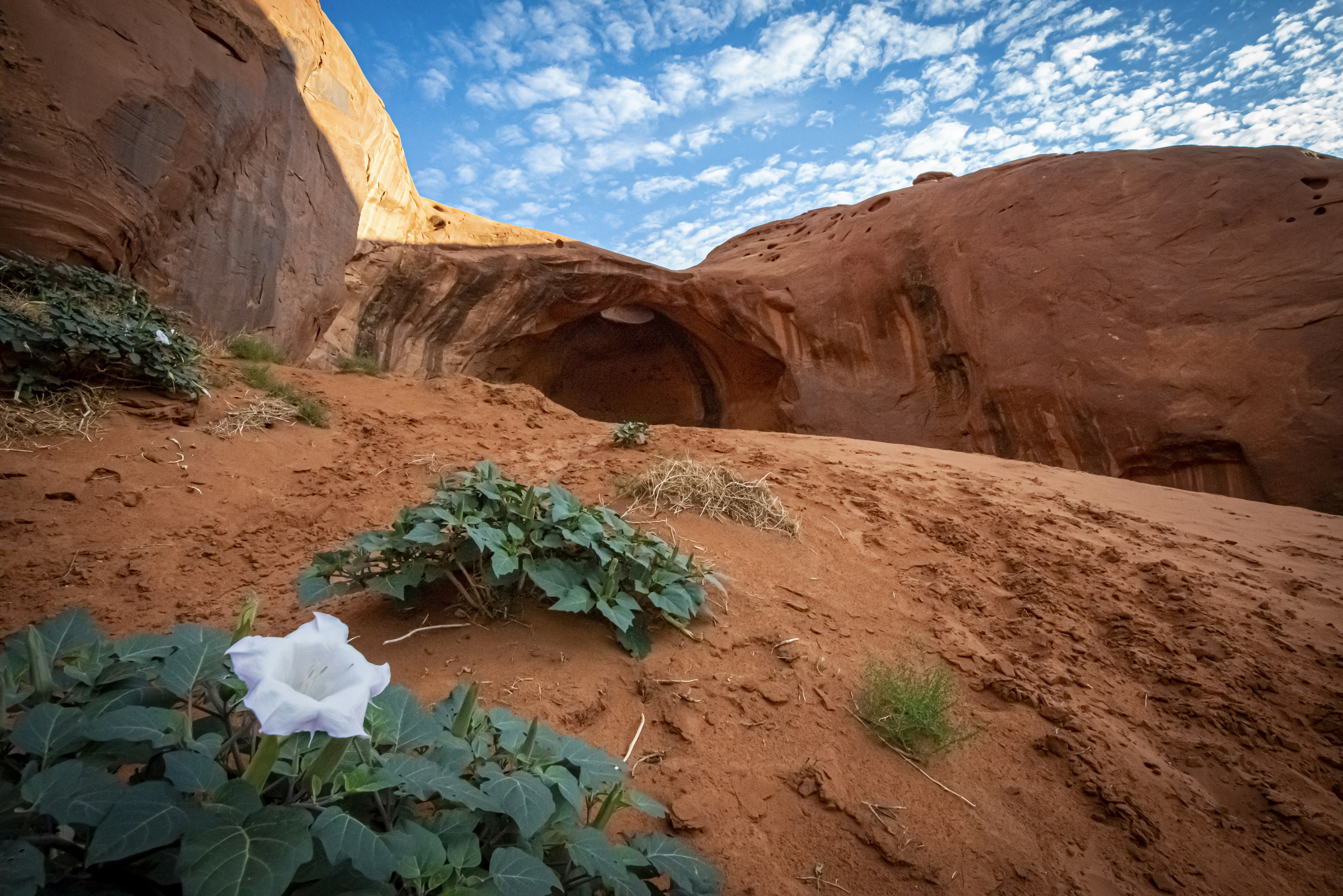 A white flower sitting in the middle of a desert