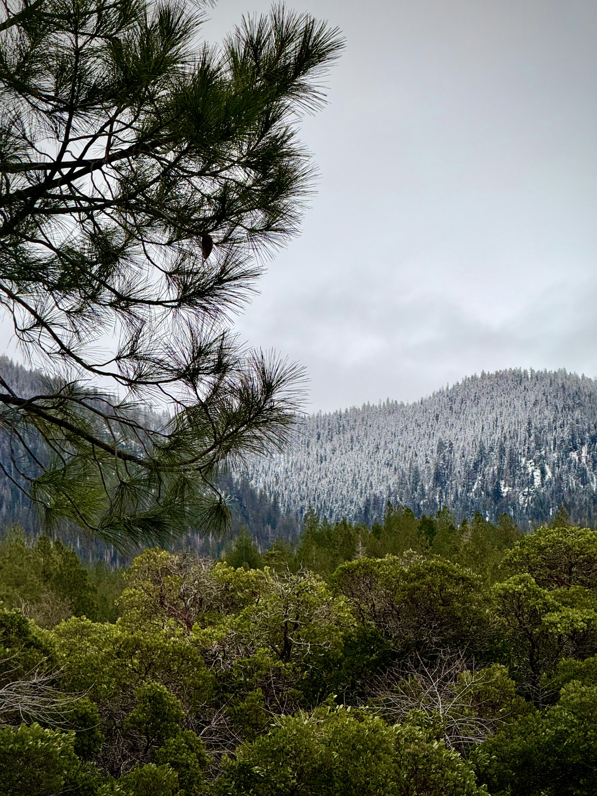 A view of a mountain range with trees in the foreground