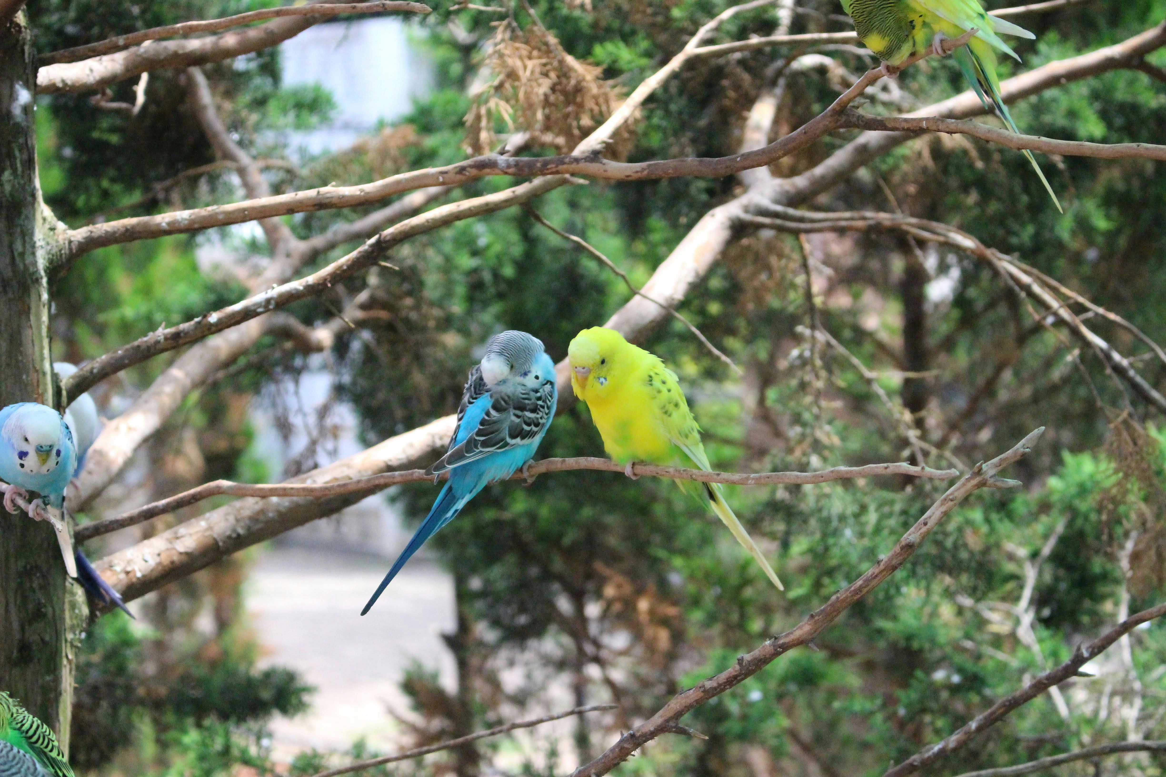 A group of birds sitting on top of a tree branch