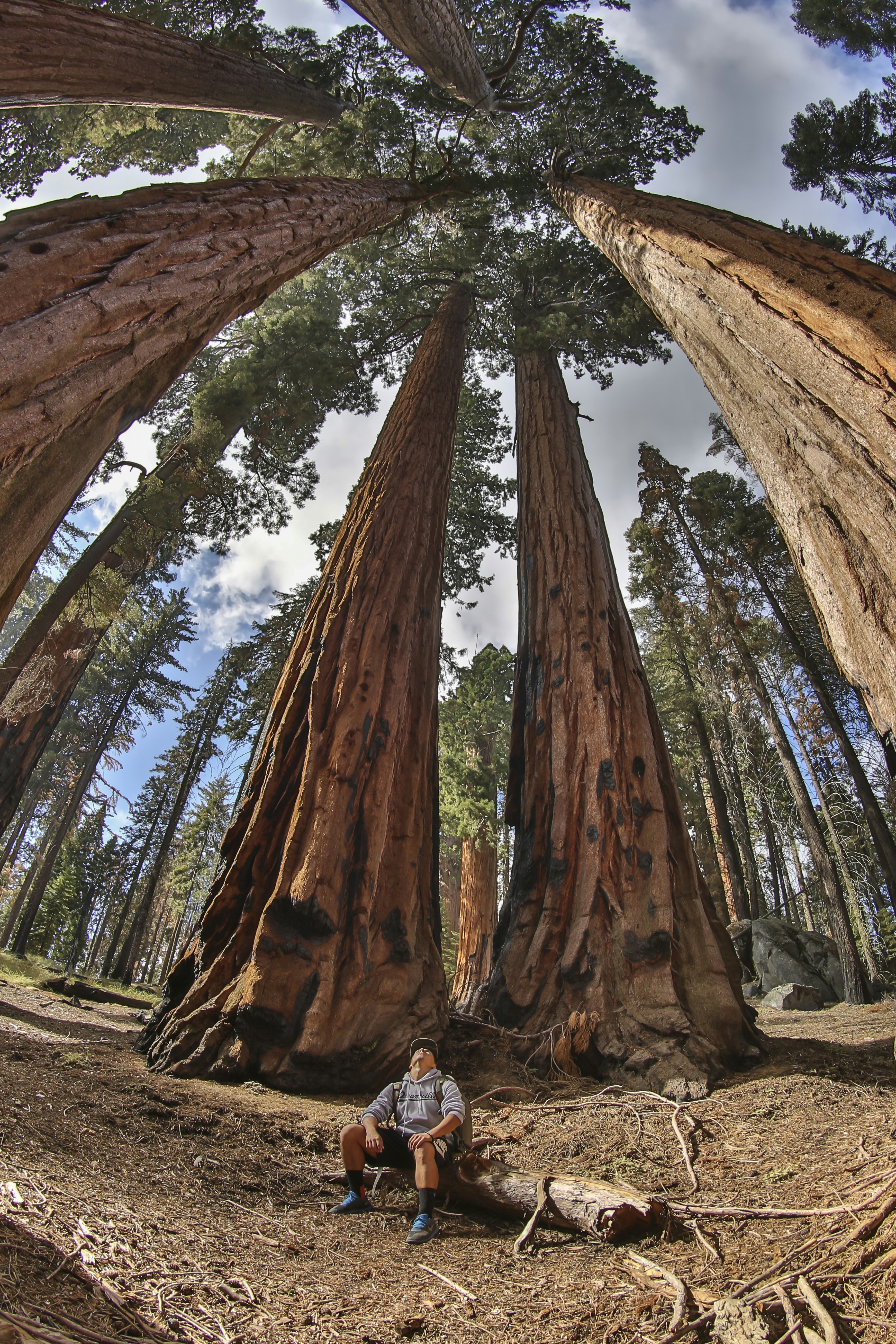 A man sitting on a log in the middle of a forest