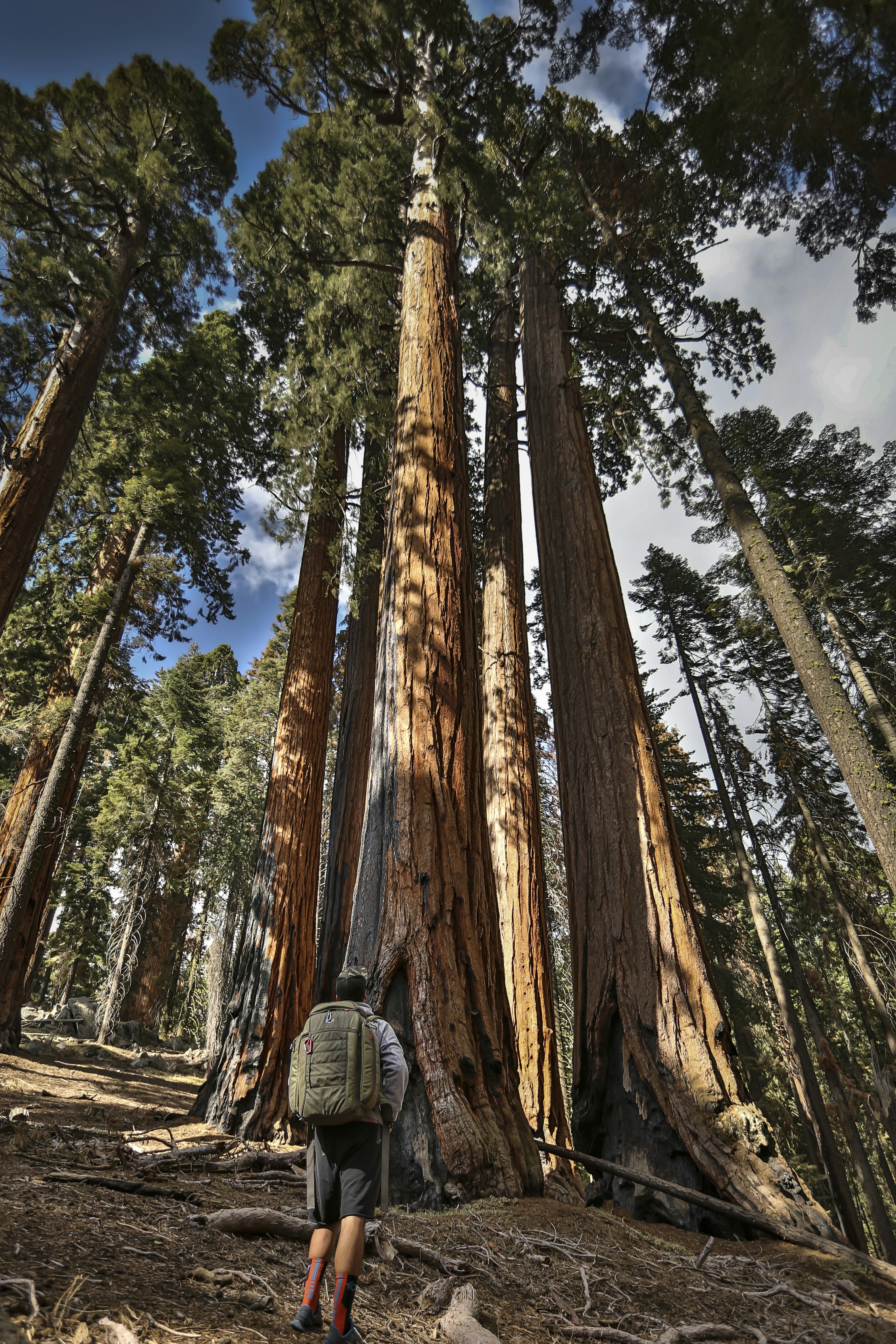 A person walking through a forest of tall trees