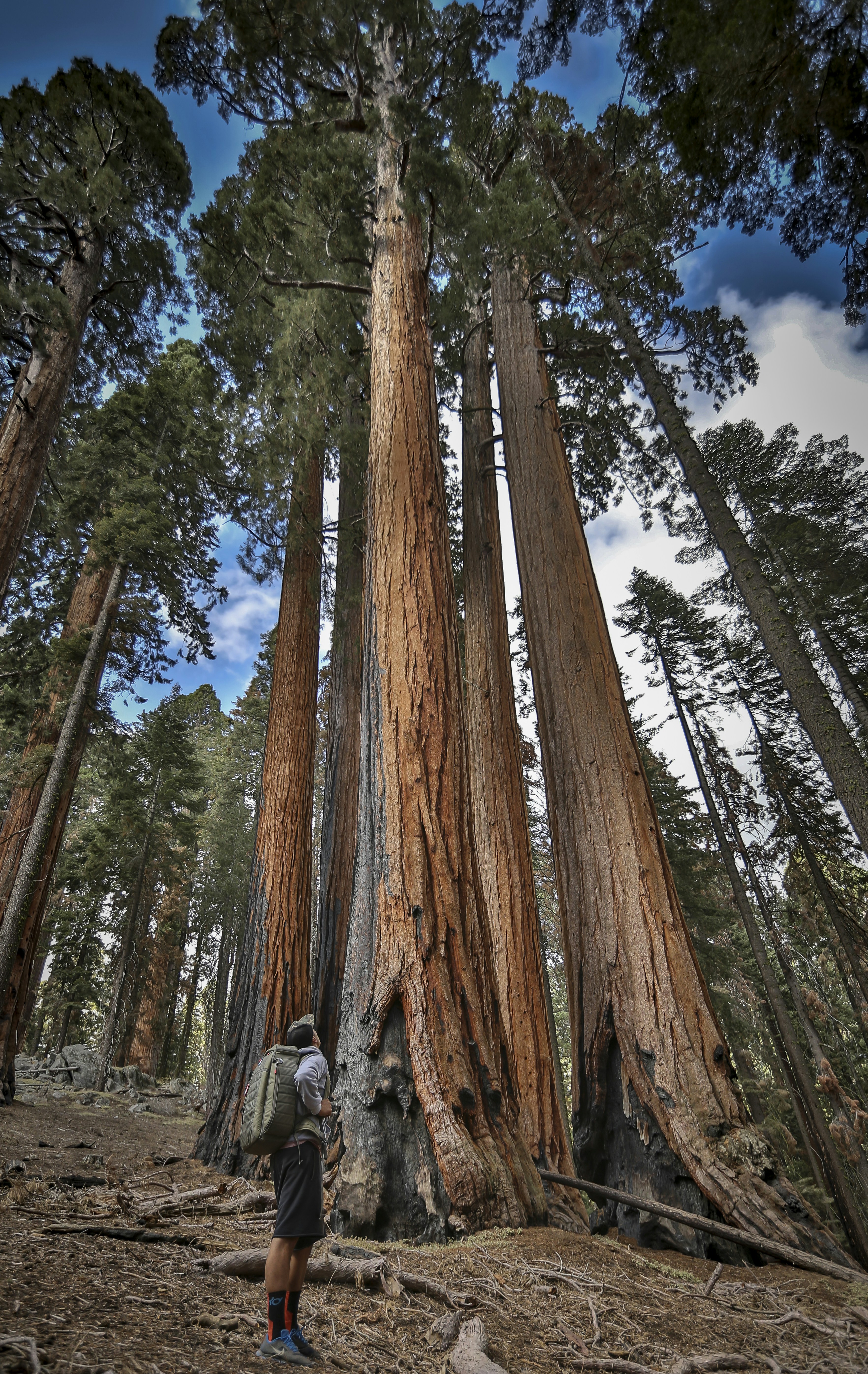 A man standing in the middle of a forest