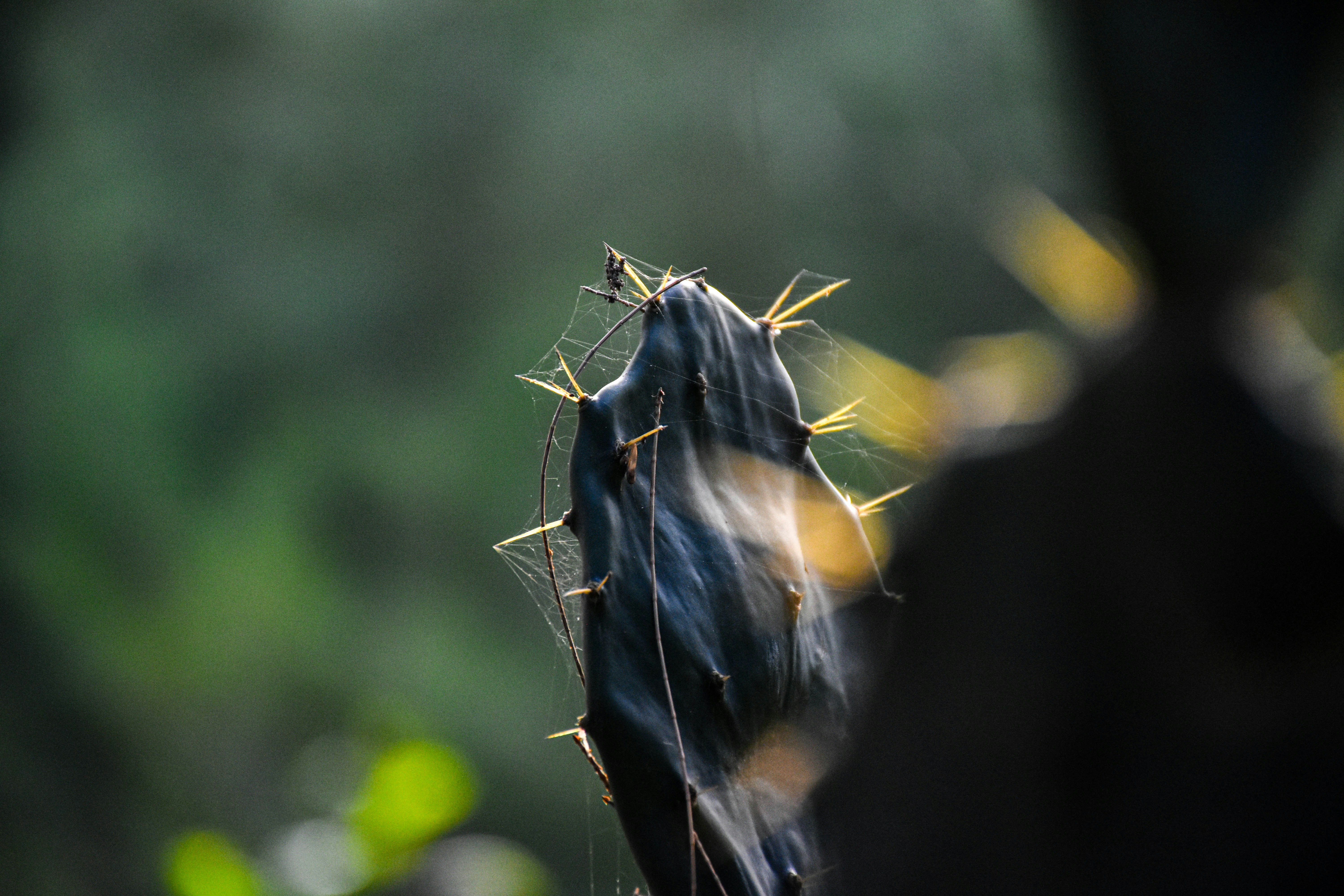 photo-1737088509755-caeb002f13b8?ixid=M3wxMjA3fDB8MXxzZWFyY2h8MTB8fCUyMGZyaXNjaGUlMjBzY2h3YXJ6ZSUyMHNvbW1lcnRyJUMzJUJDZmZlbHxlbnwwfHx8fDE3NjY2MjY5NDh8MA\u0026ixlib=rb-4.1.0