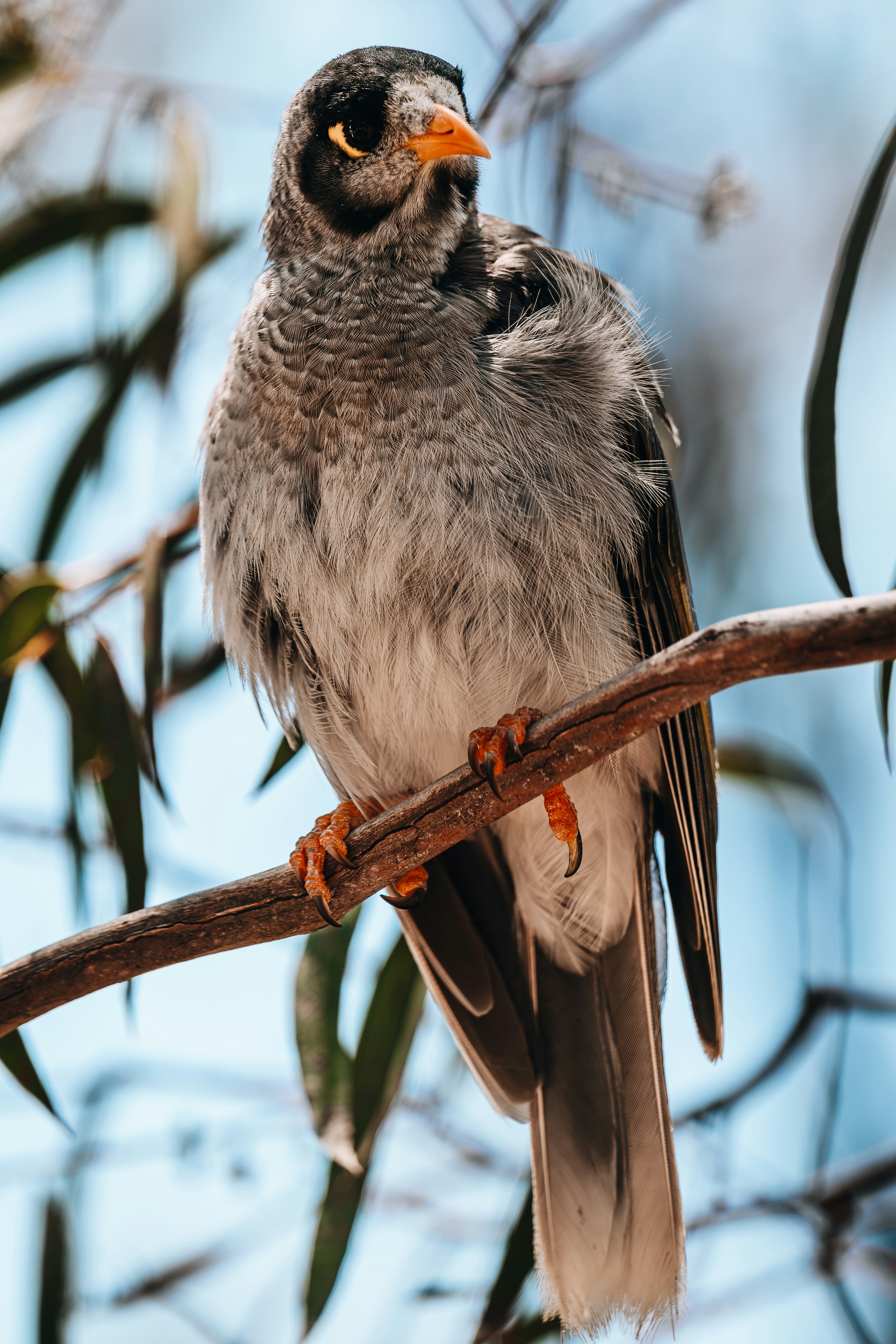 A bird sitting on a branch of a tree