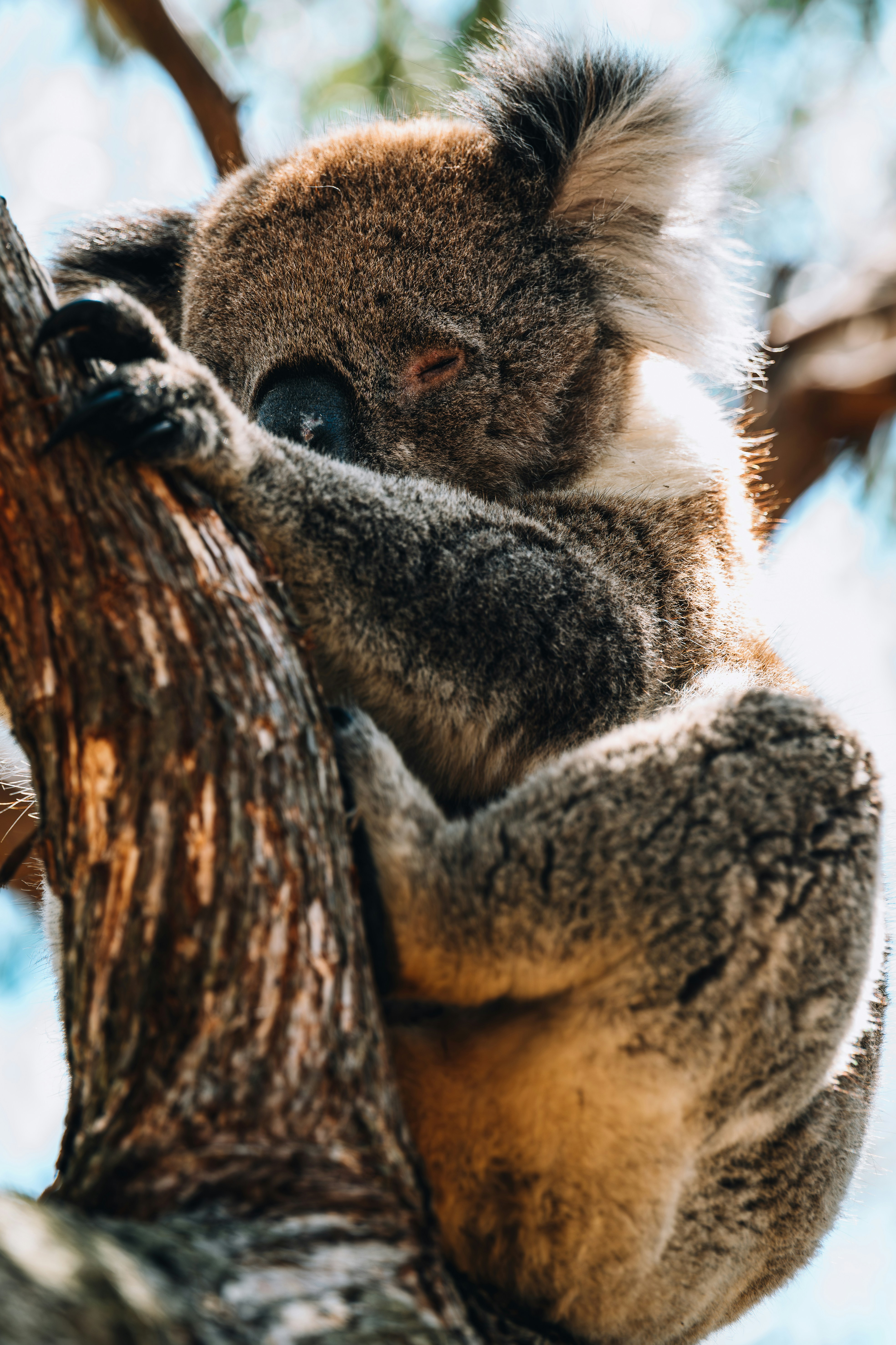A koala sitting in a tree with its head on a branch