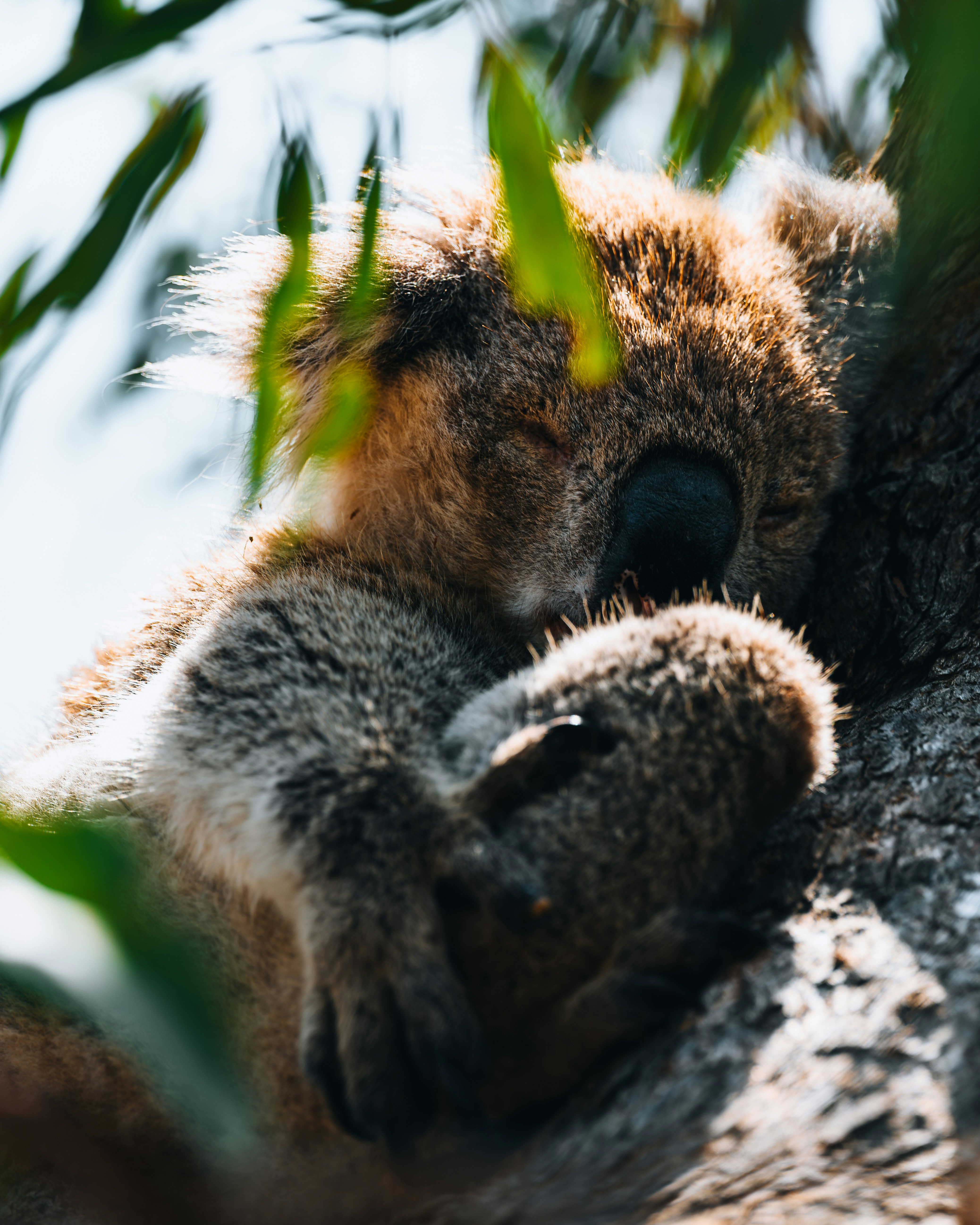 A koala is sleeping in a tree