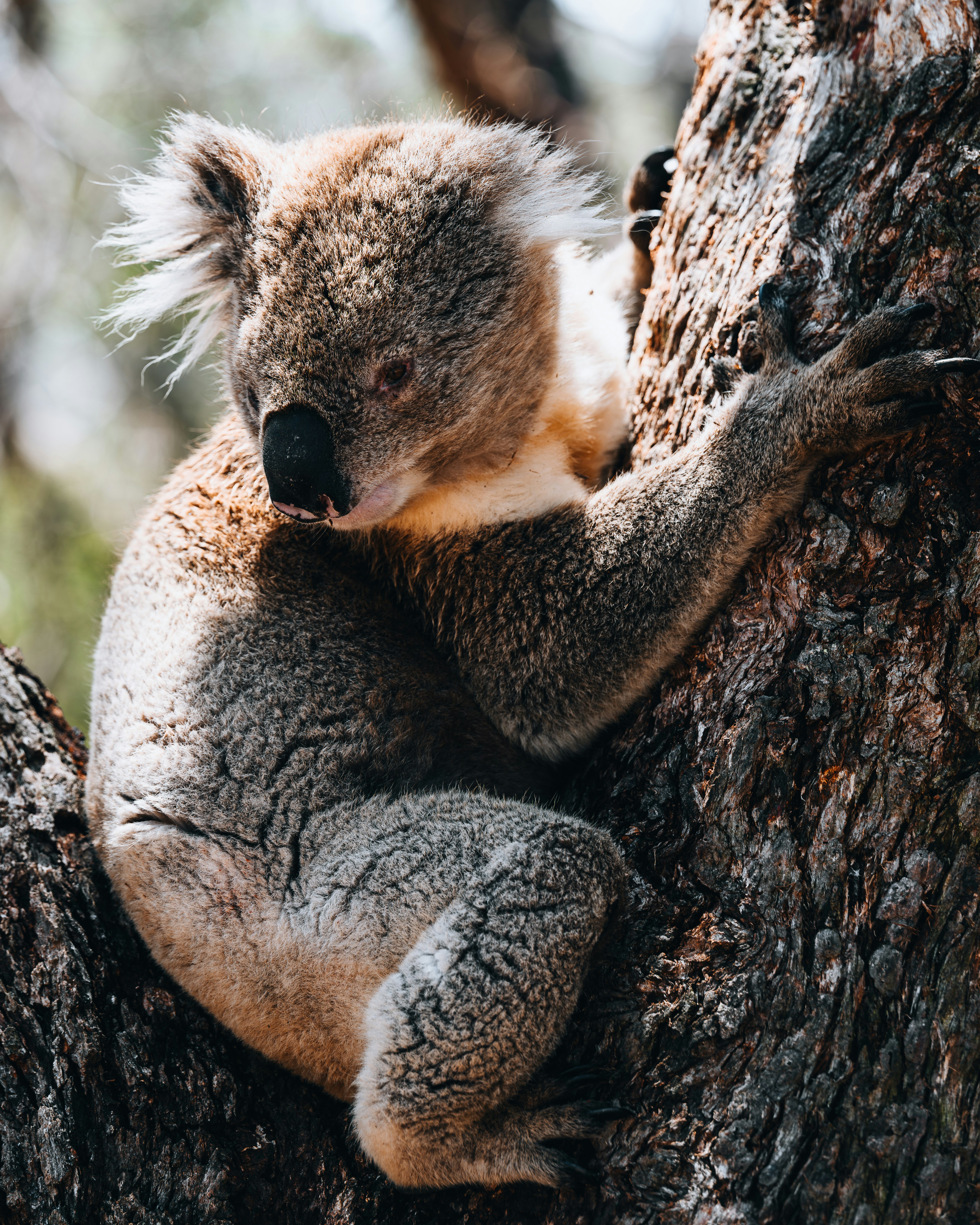 A koala sitting in a tree with its head on a branch