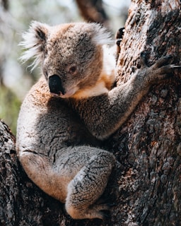 A koala sitting in a tree with its head on a branch