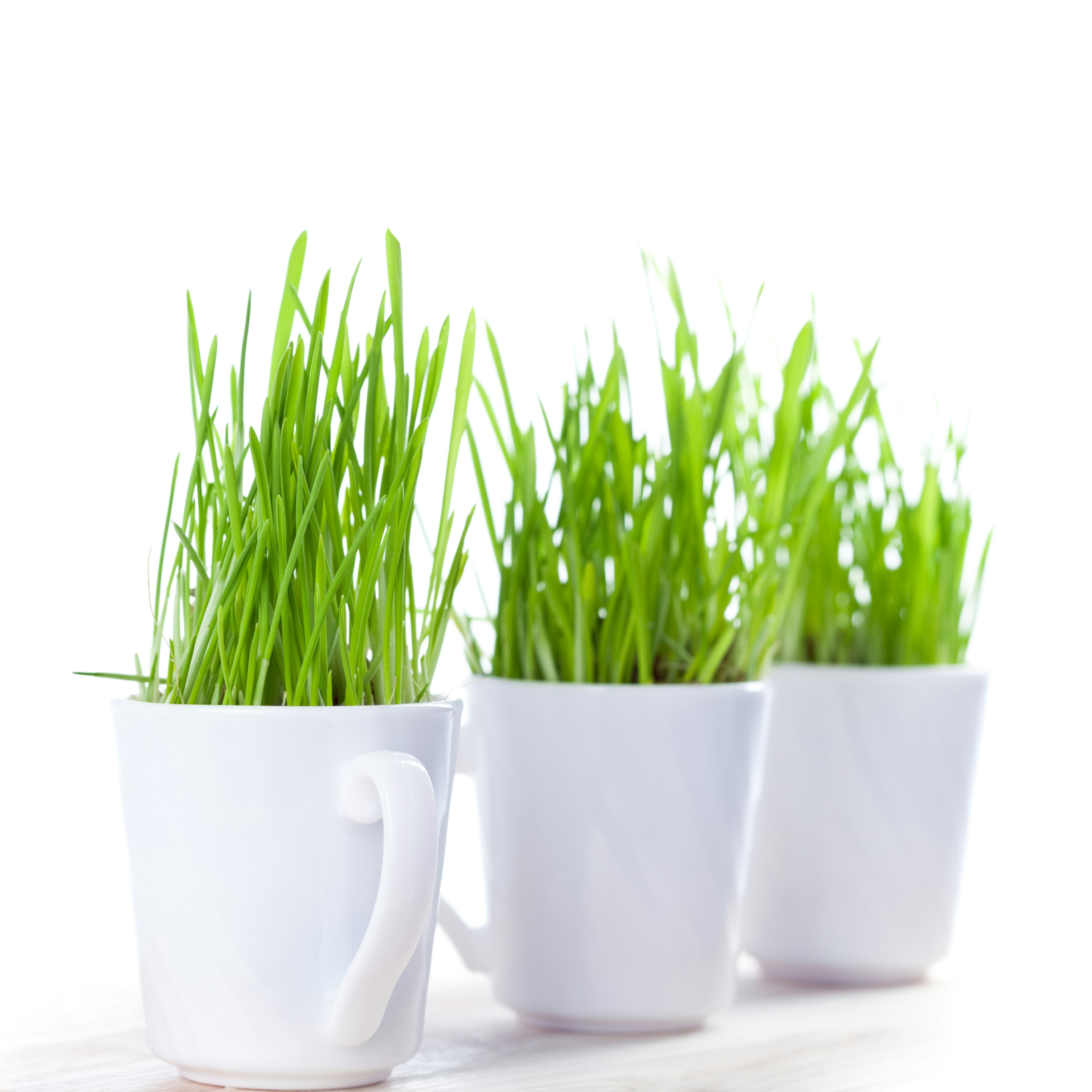Three mugs with grass growing out of them