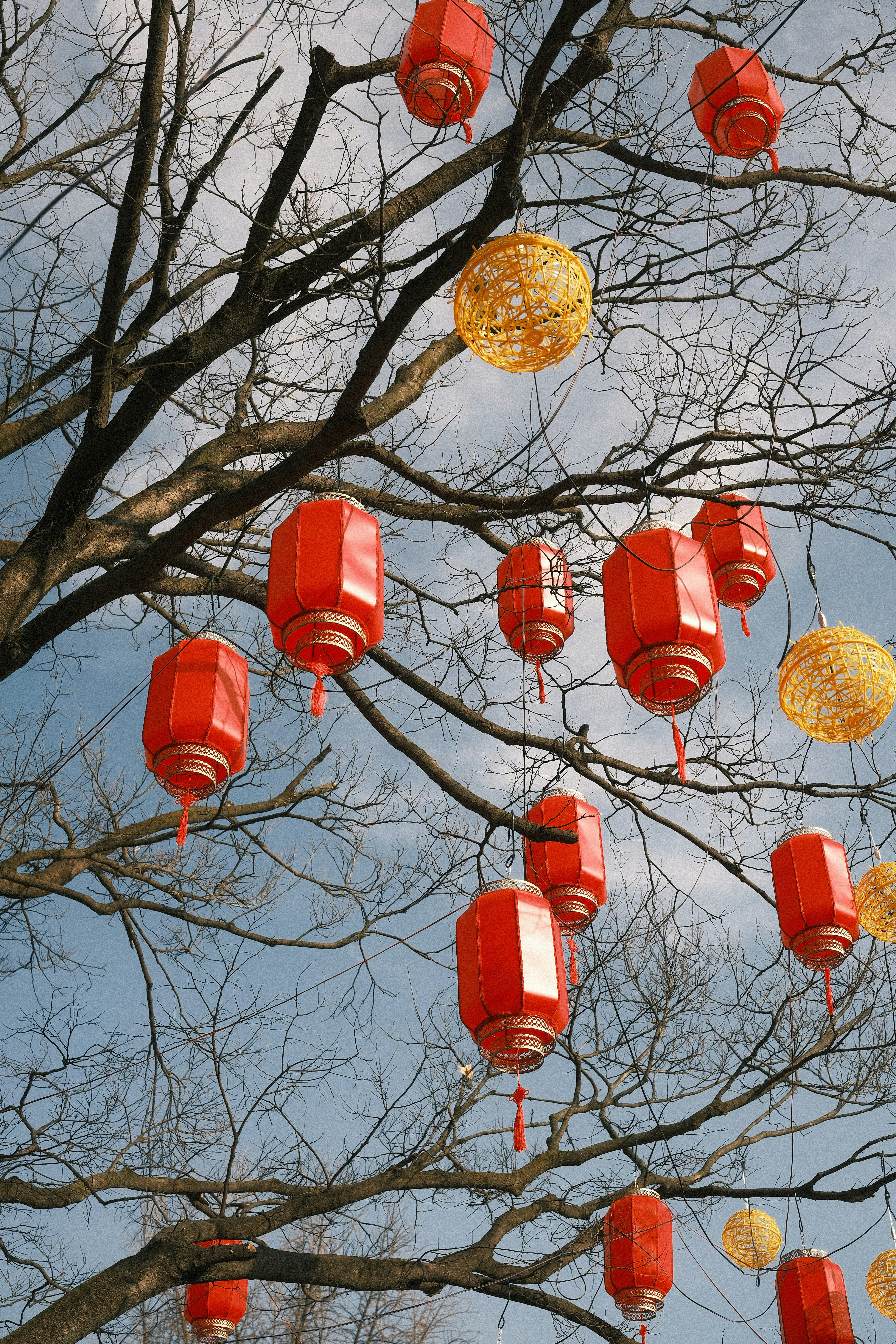 Un montón de farolillos rojos colgando de un árbol