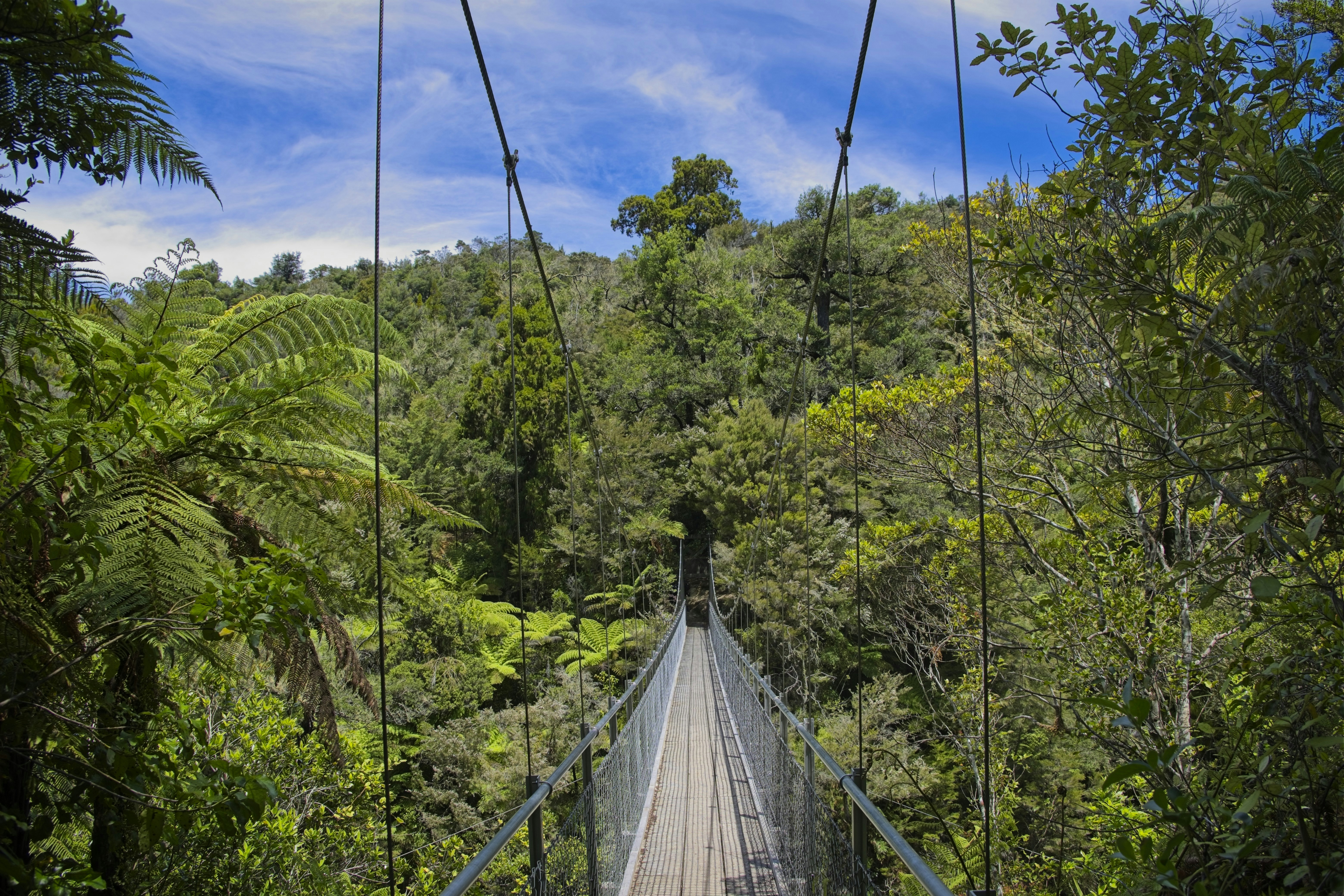 A suspension bridge in the middle of a forest