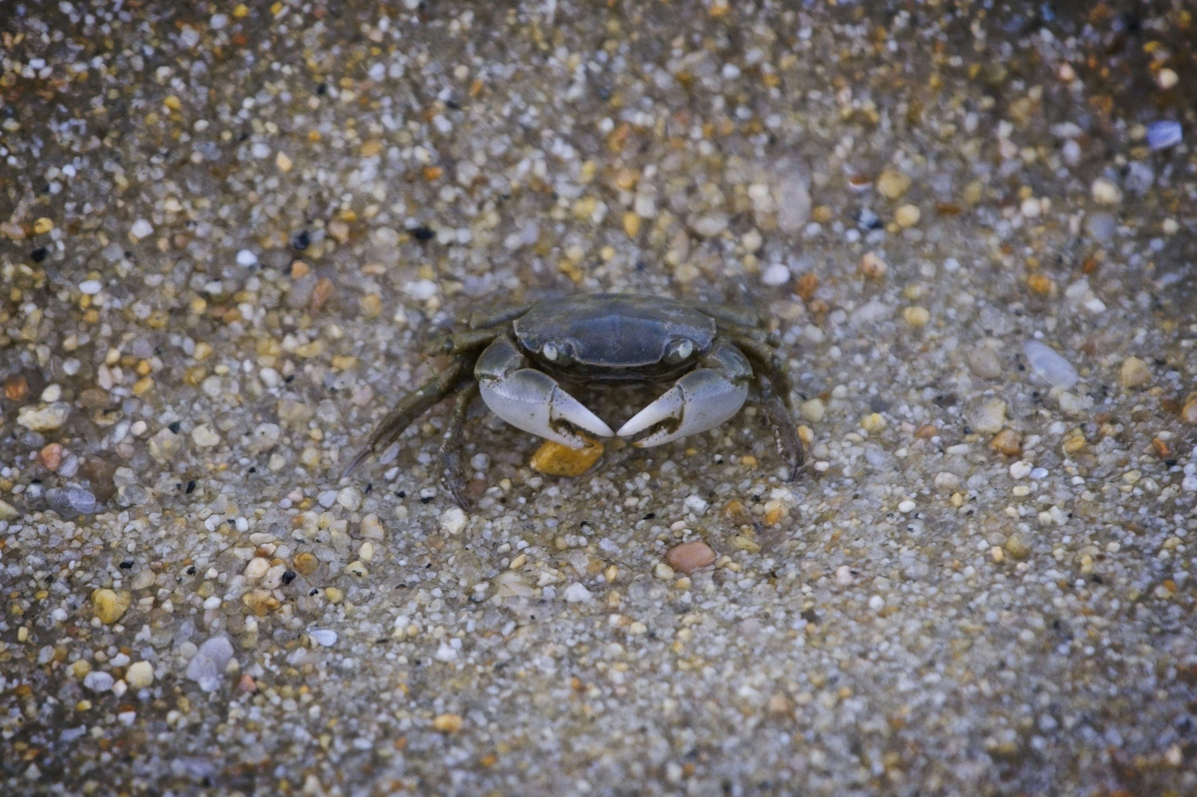 A crab sitting in the middle of a gravel road
