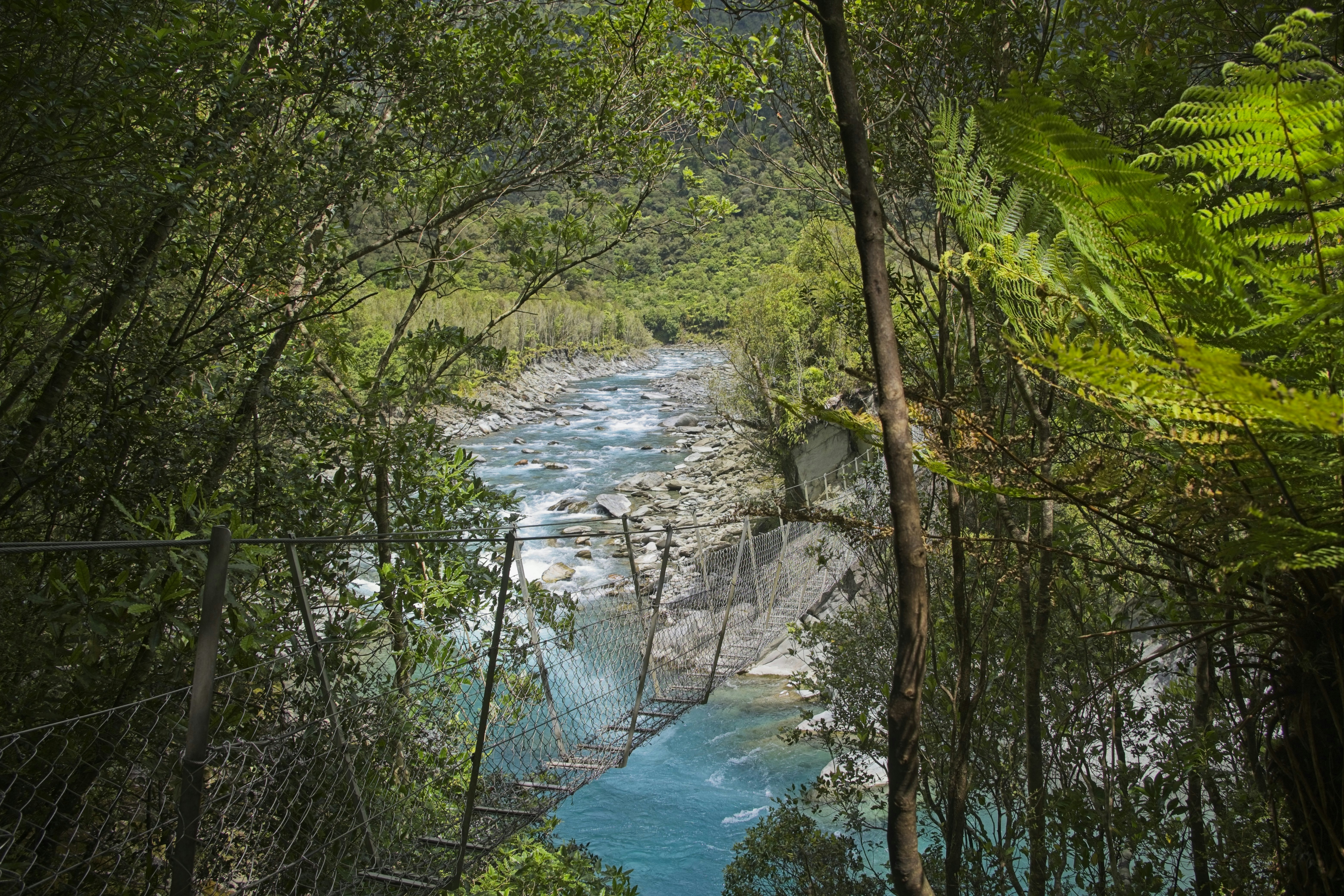 A river running through a lush green forest