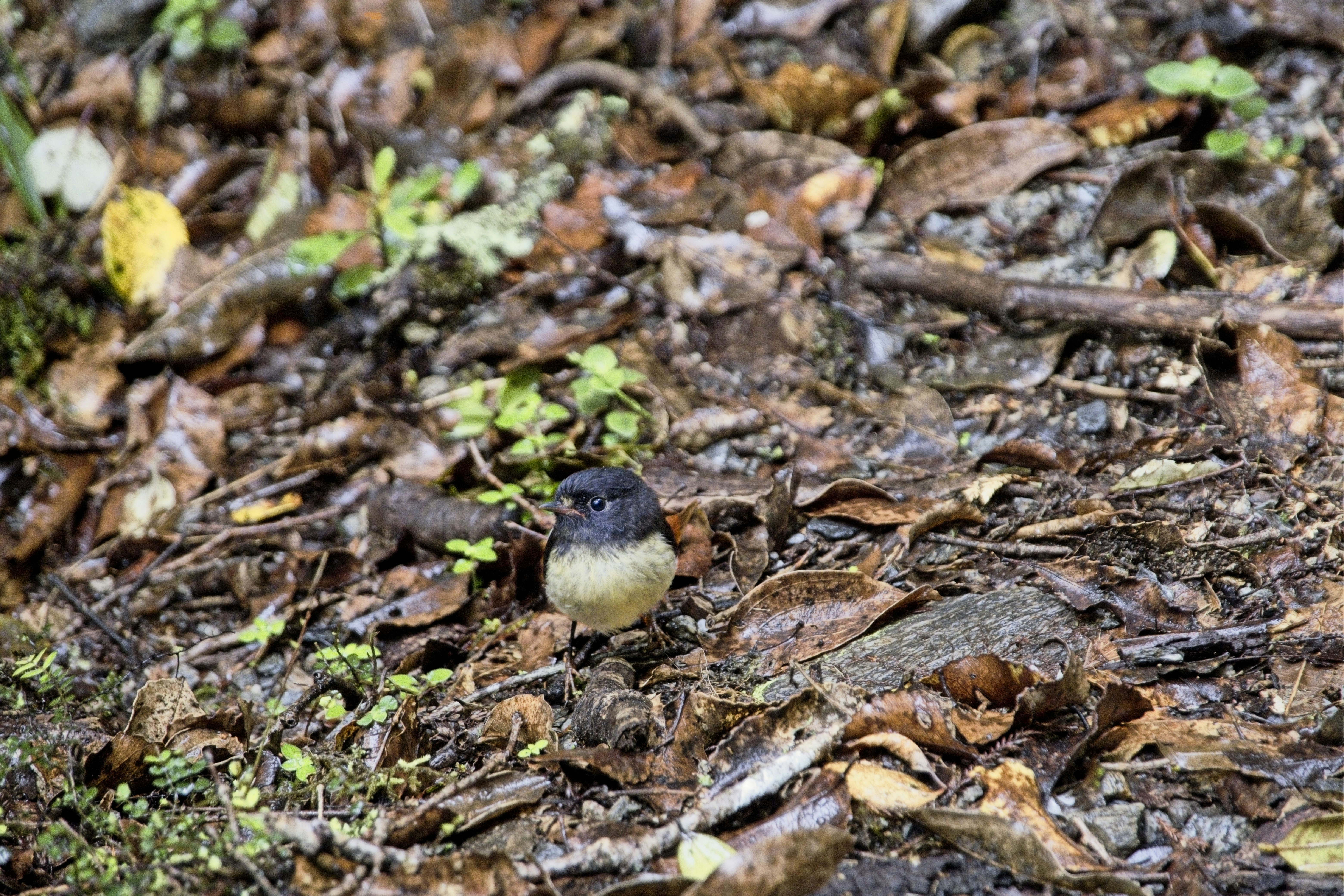 A small bird is standing on the ground
