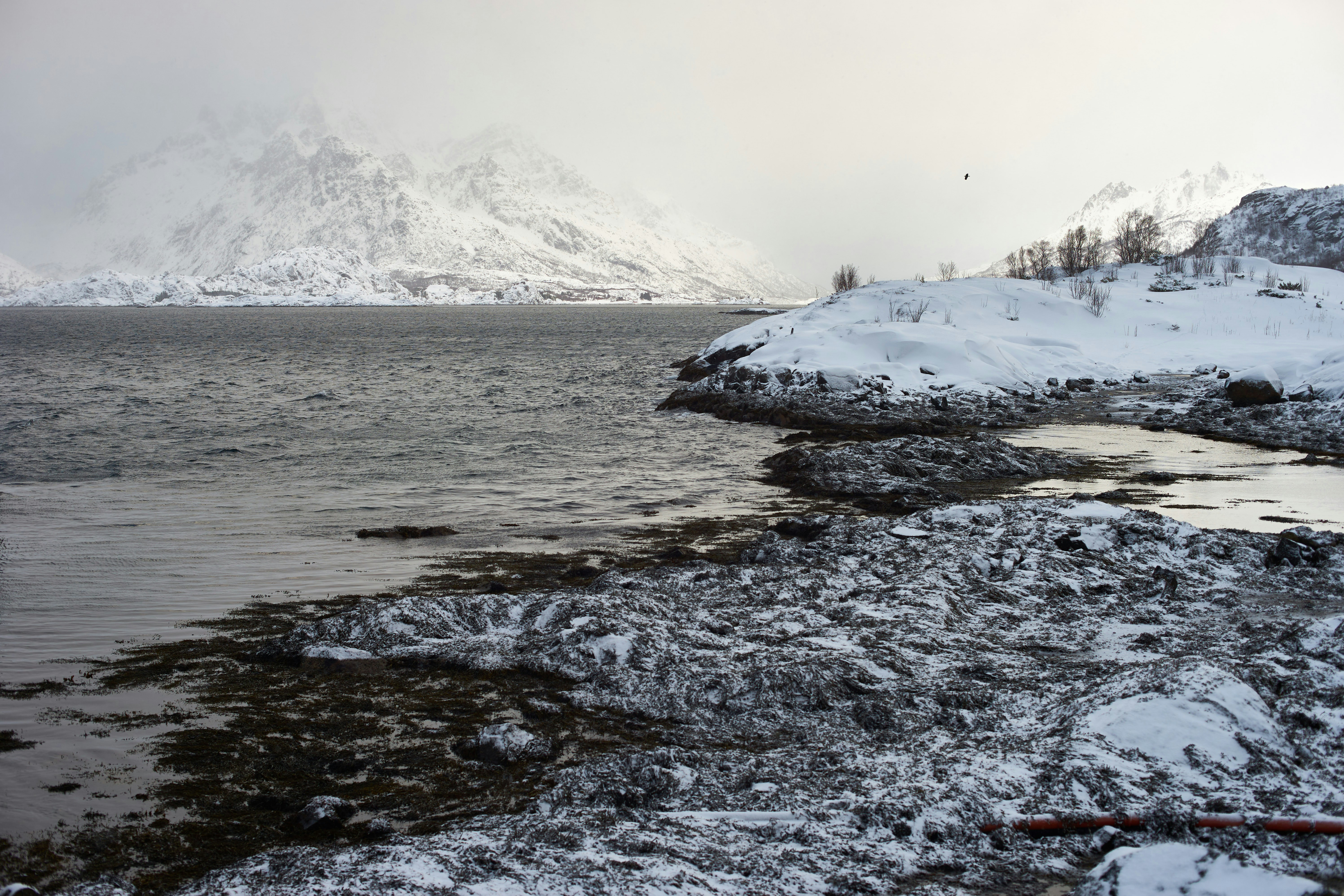 Photo by wolfgang_hasselmann