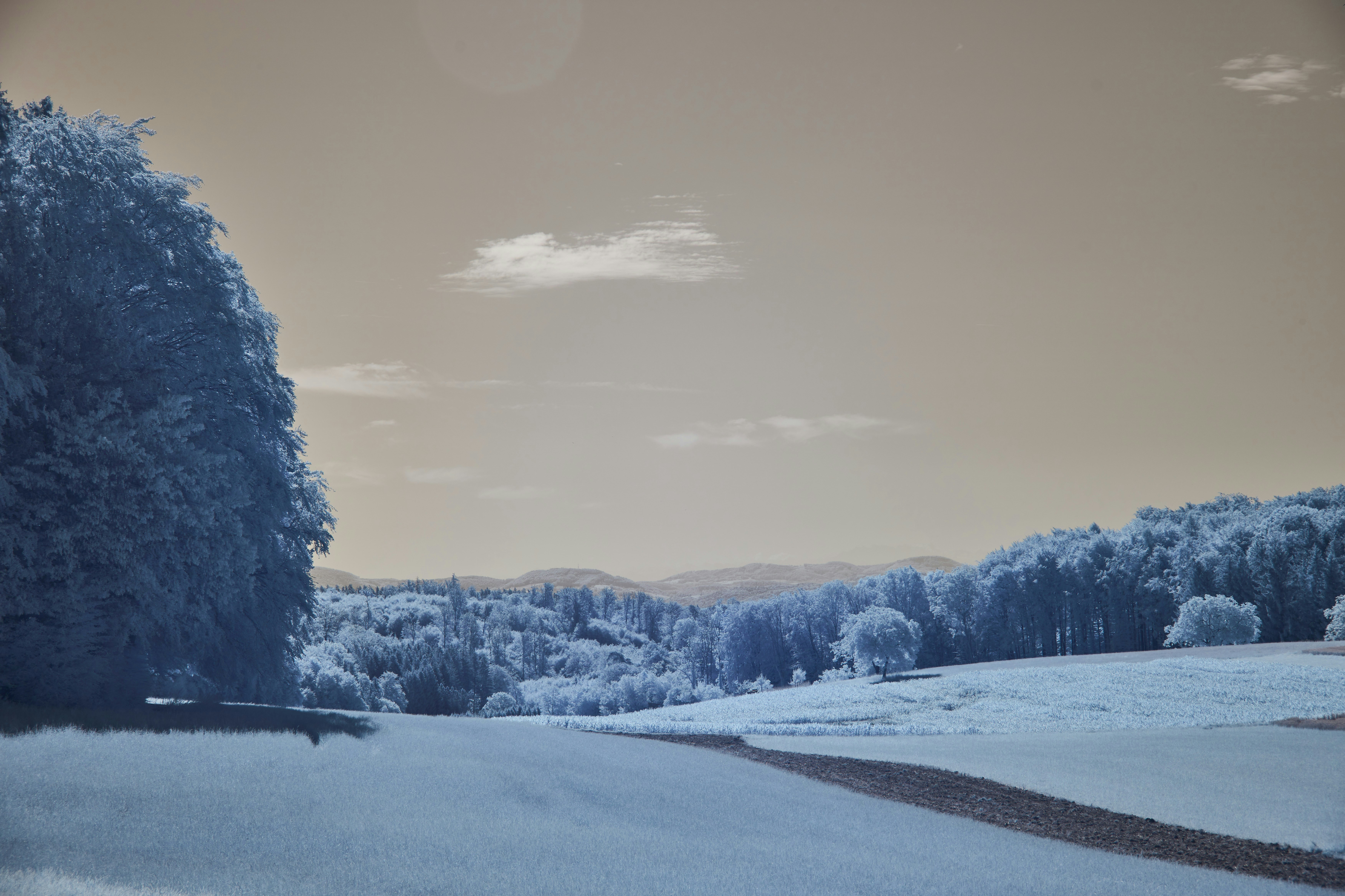 Photo by wolfgang_hasselmann