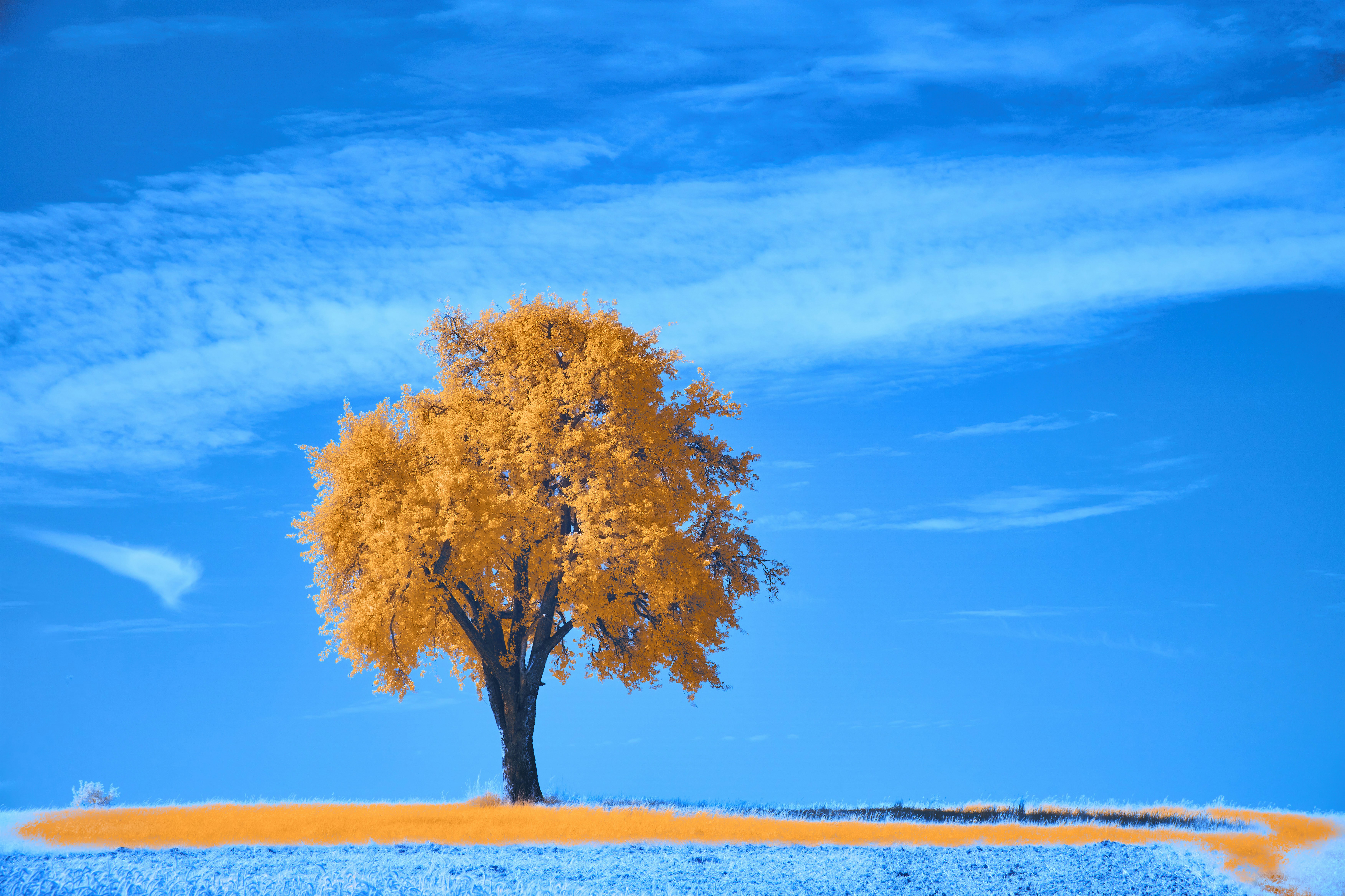 Photo by wolfgang_hasselmann