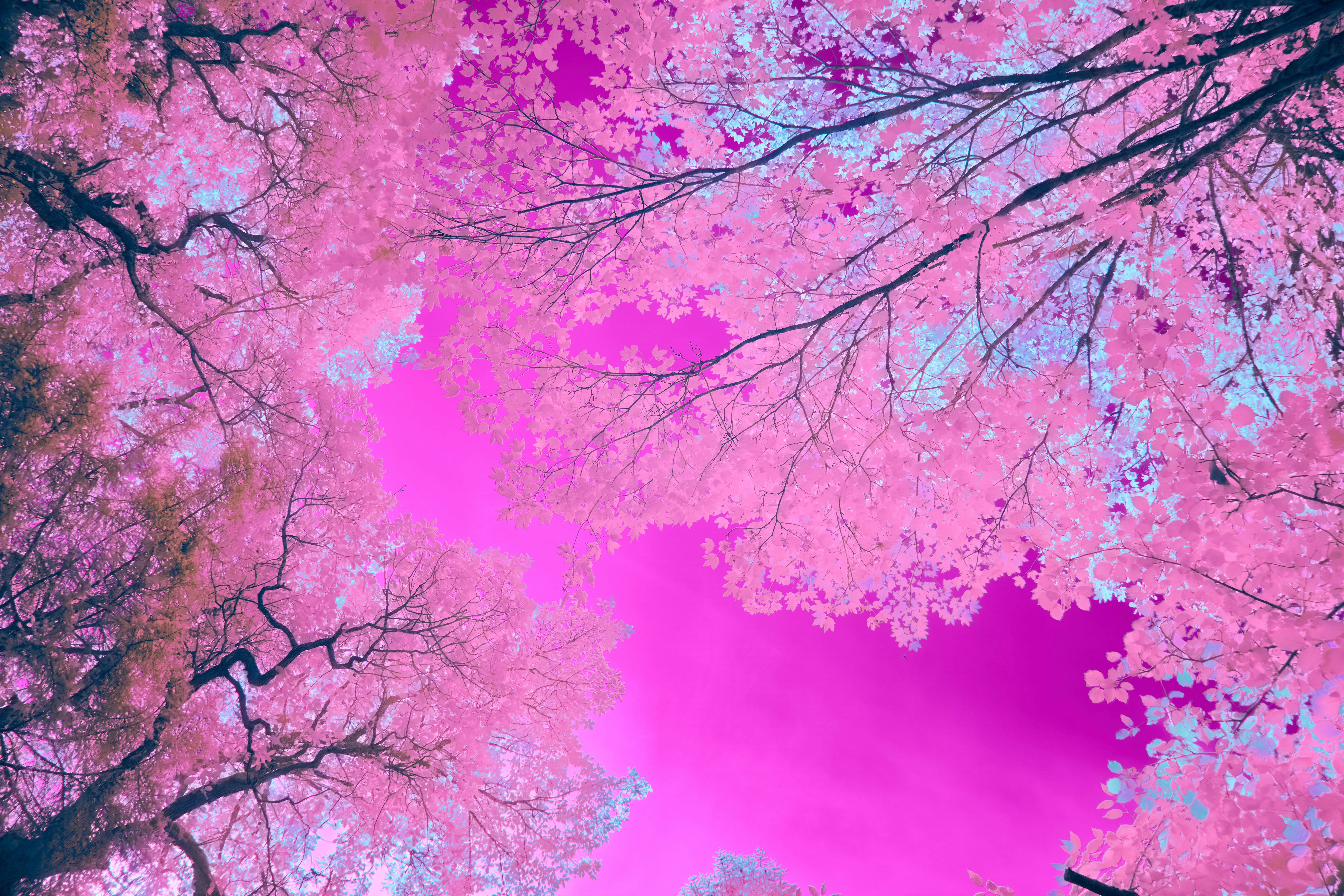 Photo by wolfgang_hasselmann