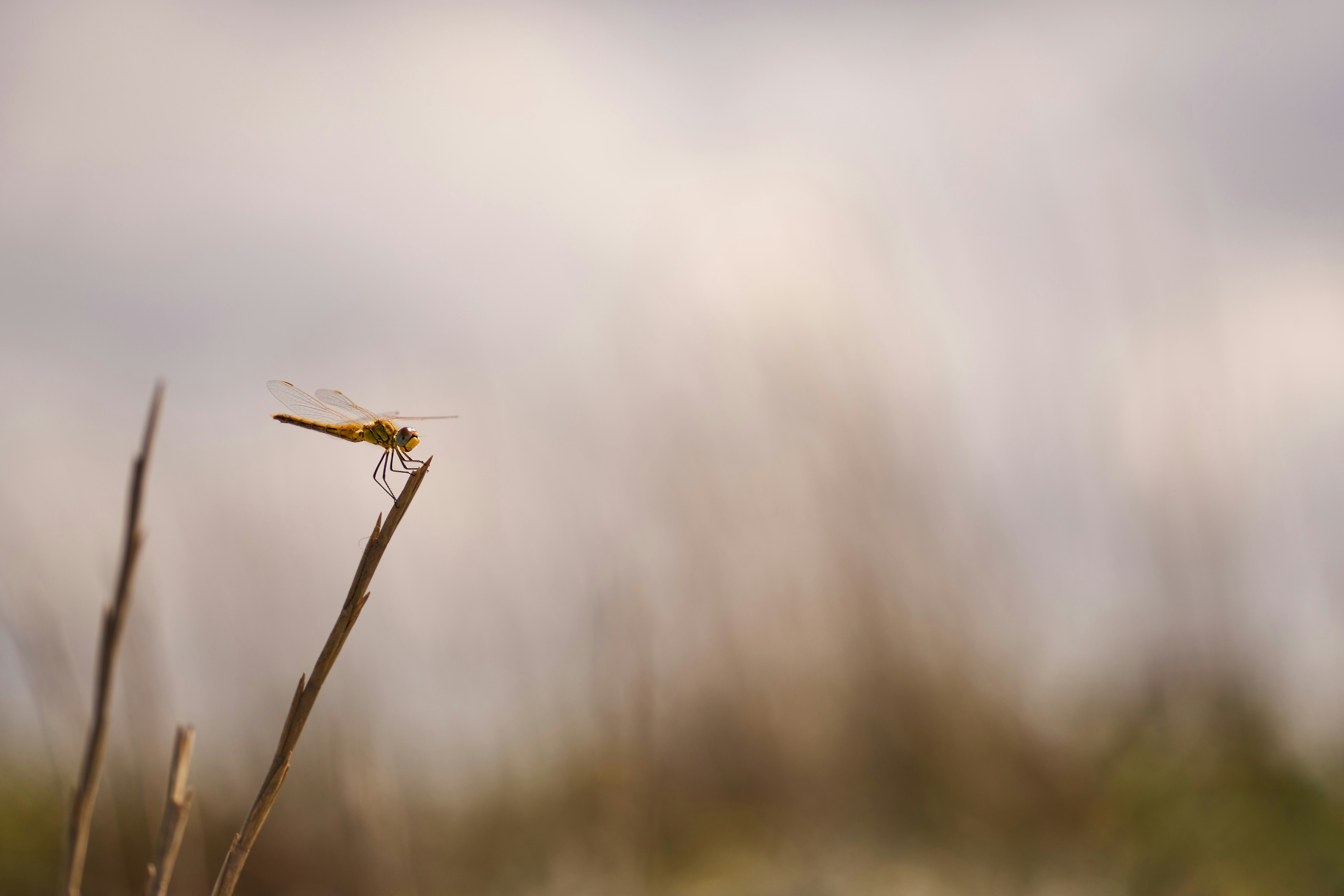 Photo by wolfgang_hasselmann