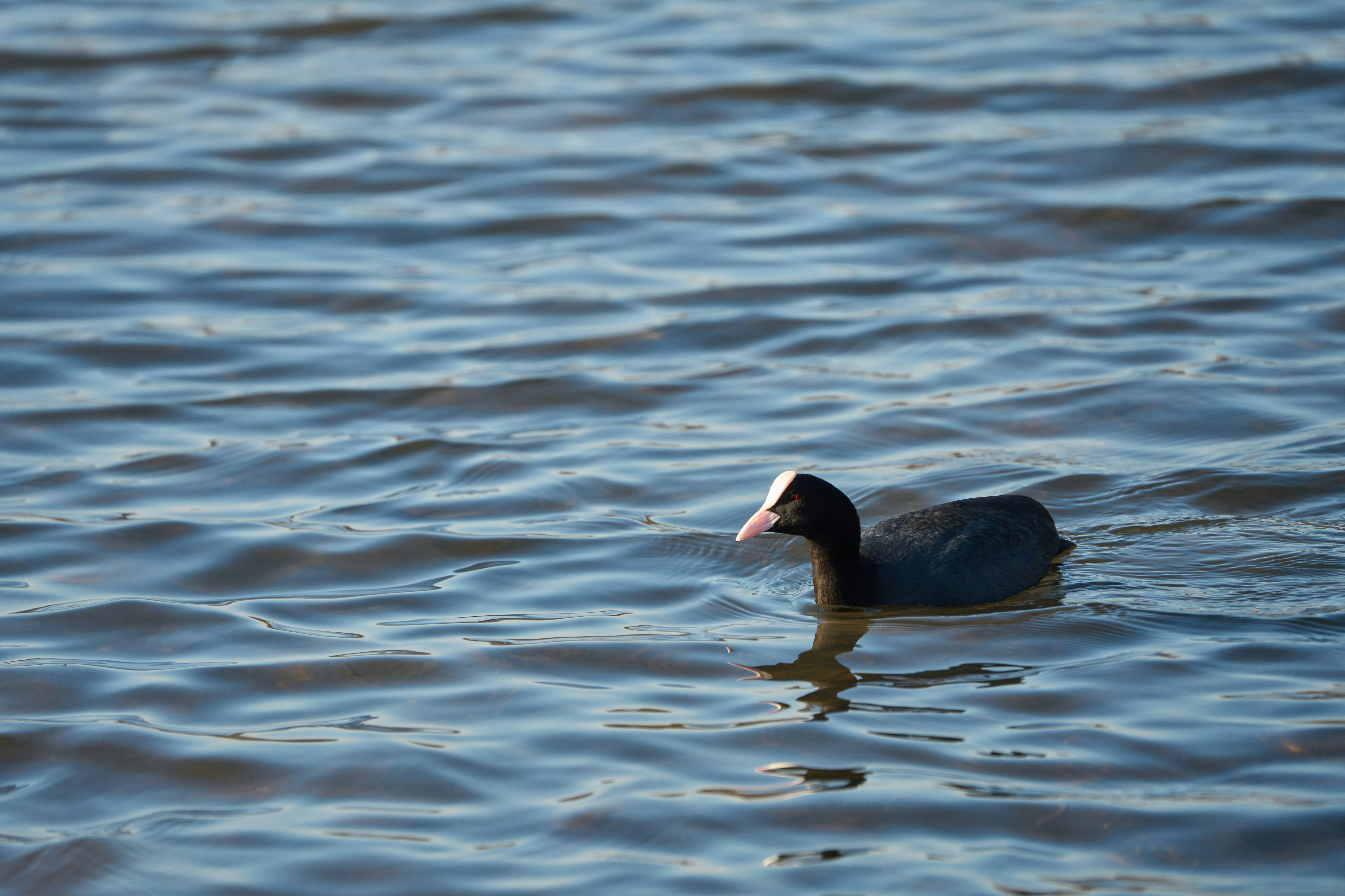 Photo by wolfgang_hasselmann