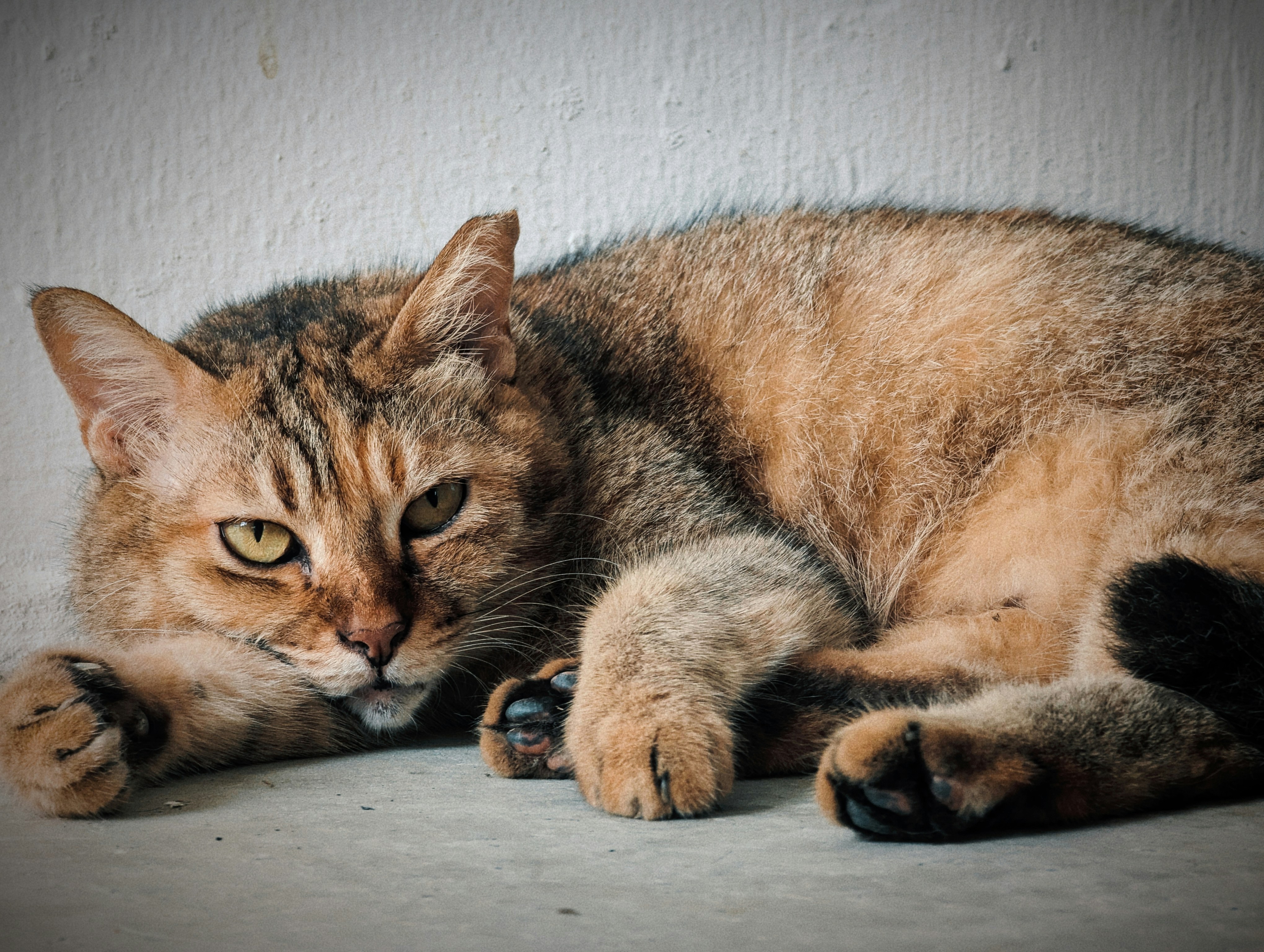 A cat is laying down on the floor