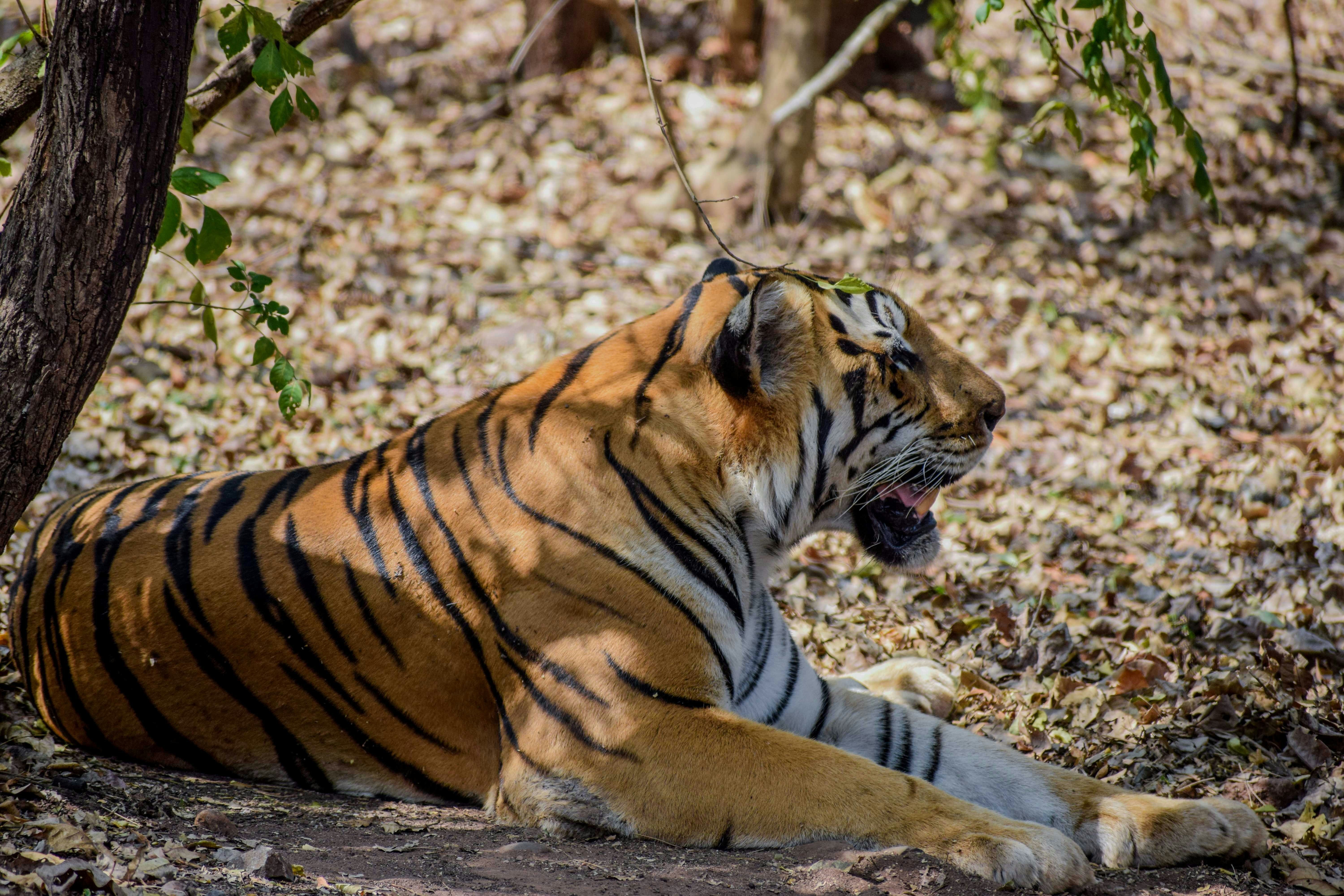 Photo by iamparagharawade