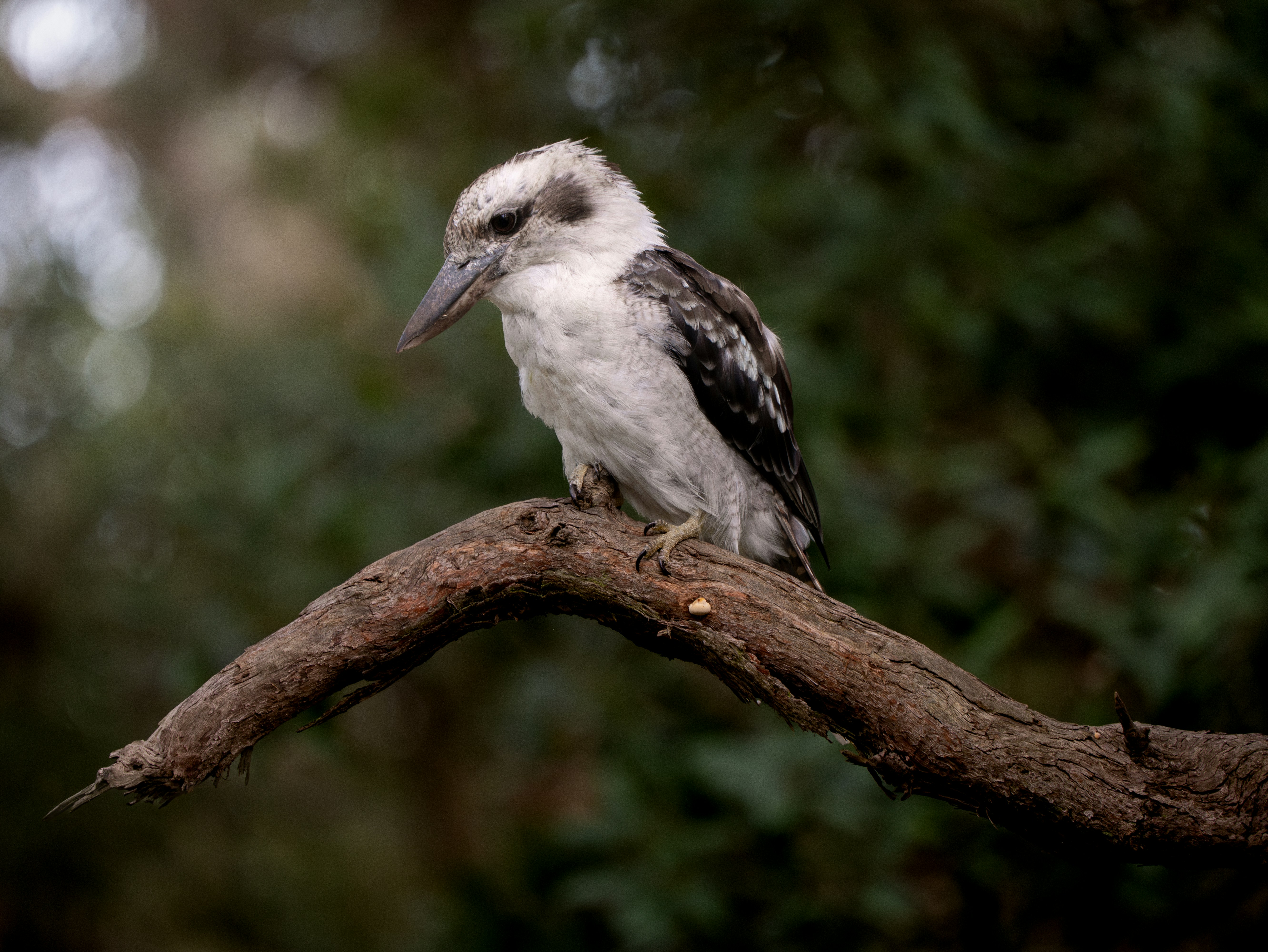 Photo by junelmujar