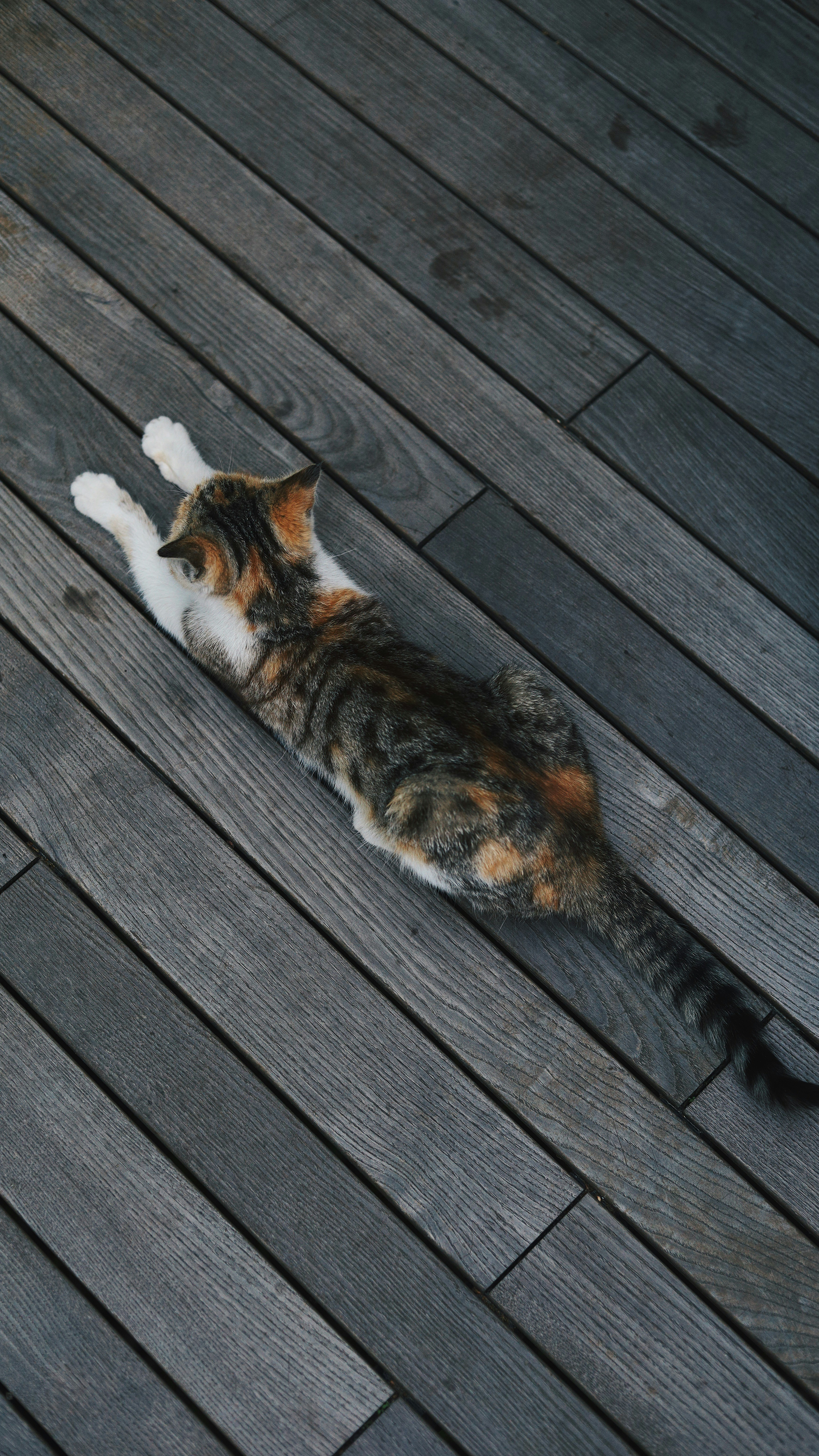 The Significance of Territory Marking (image credits: unsplash)