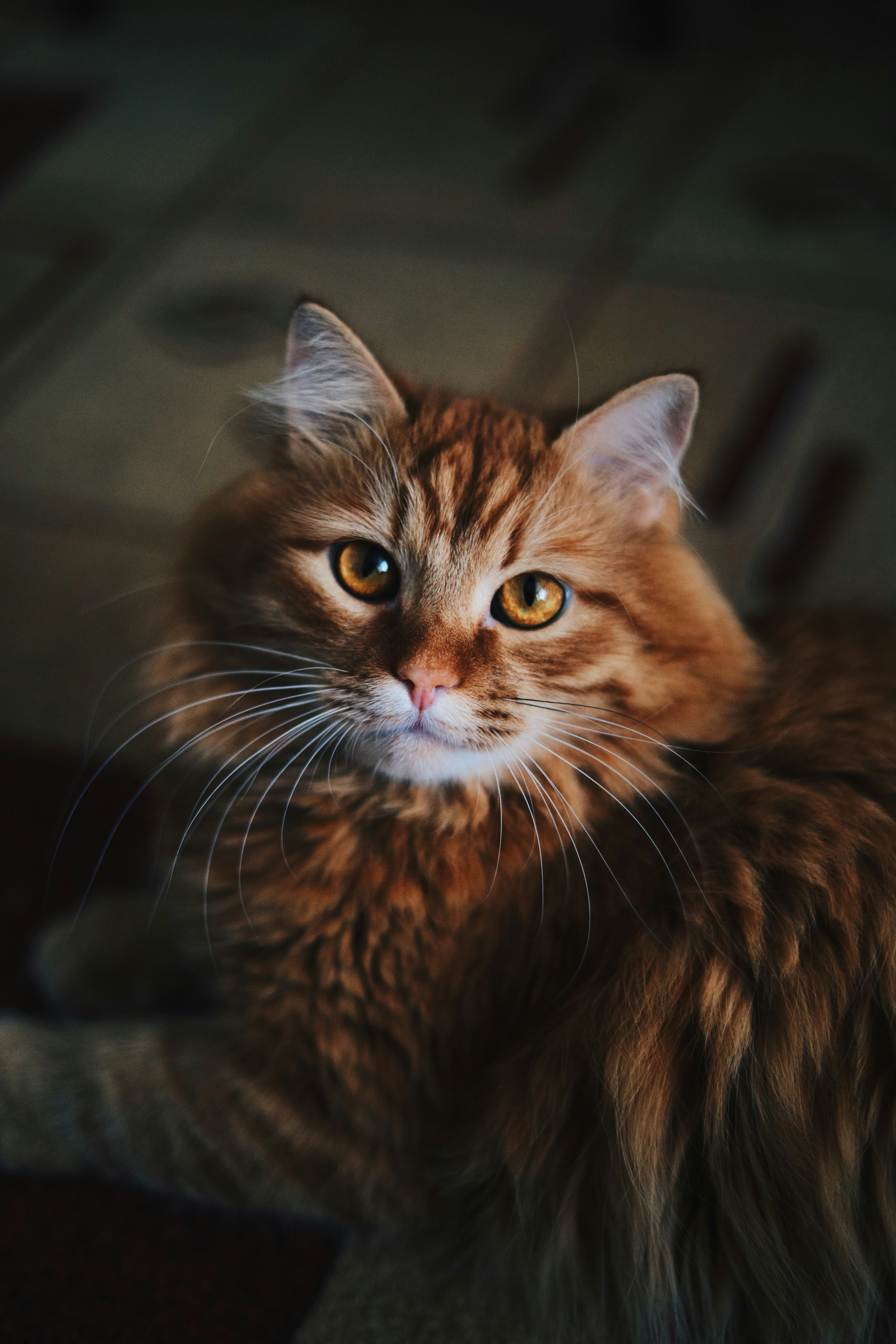 A close up of a cat on a table
