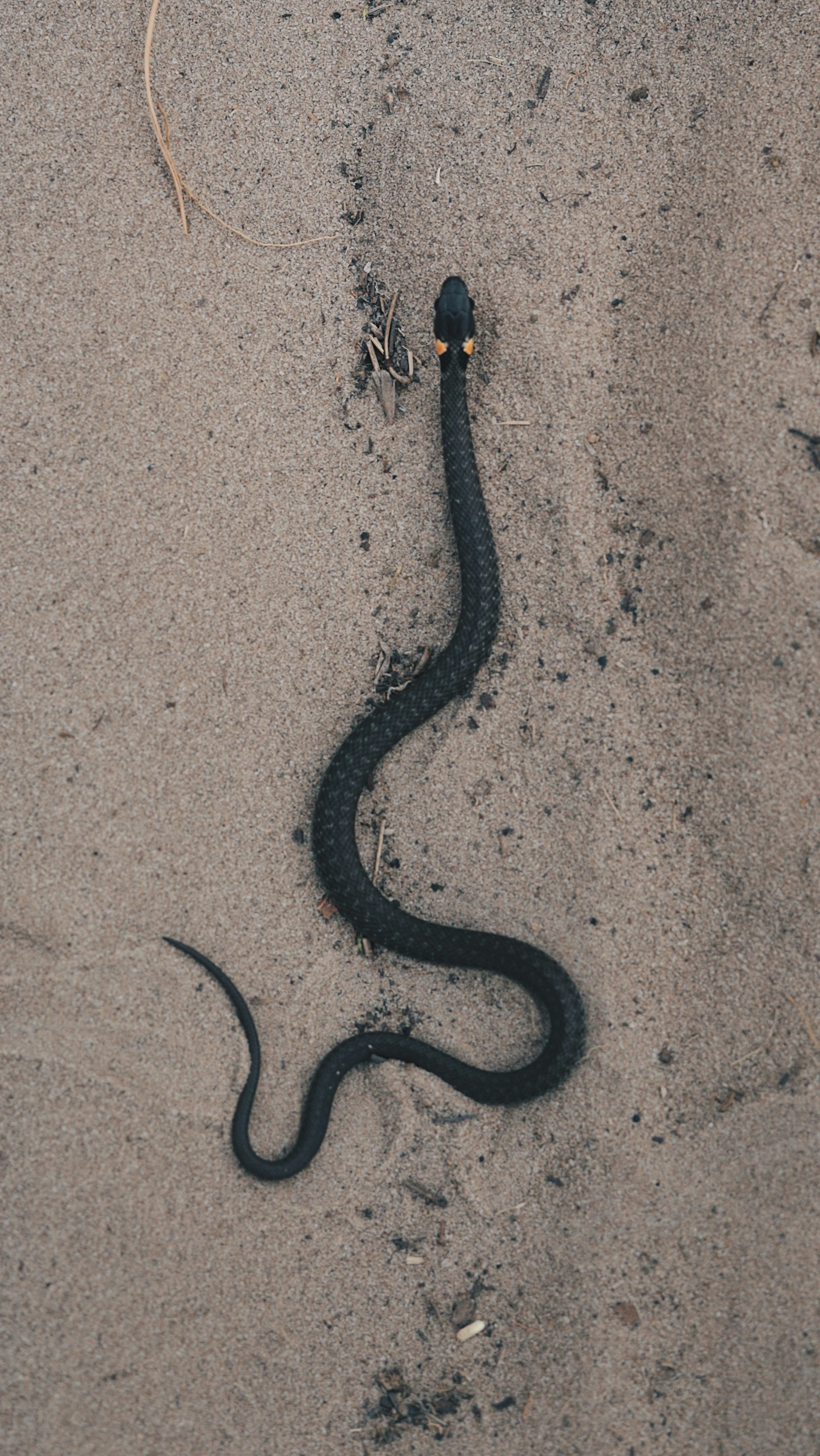 A black snake is on the sand near a stick