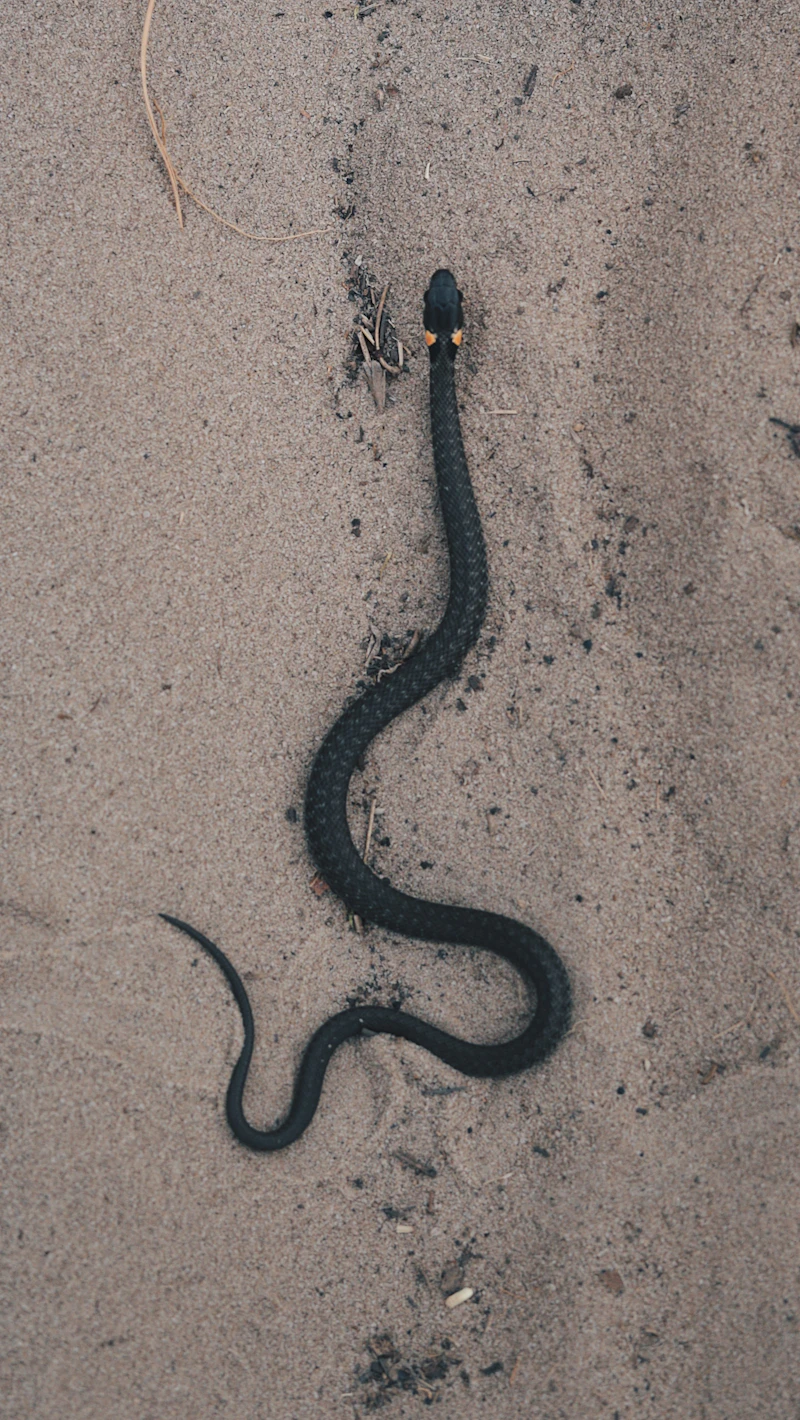 Yellow-bellied Sea Snake (Hydrophis platurus)