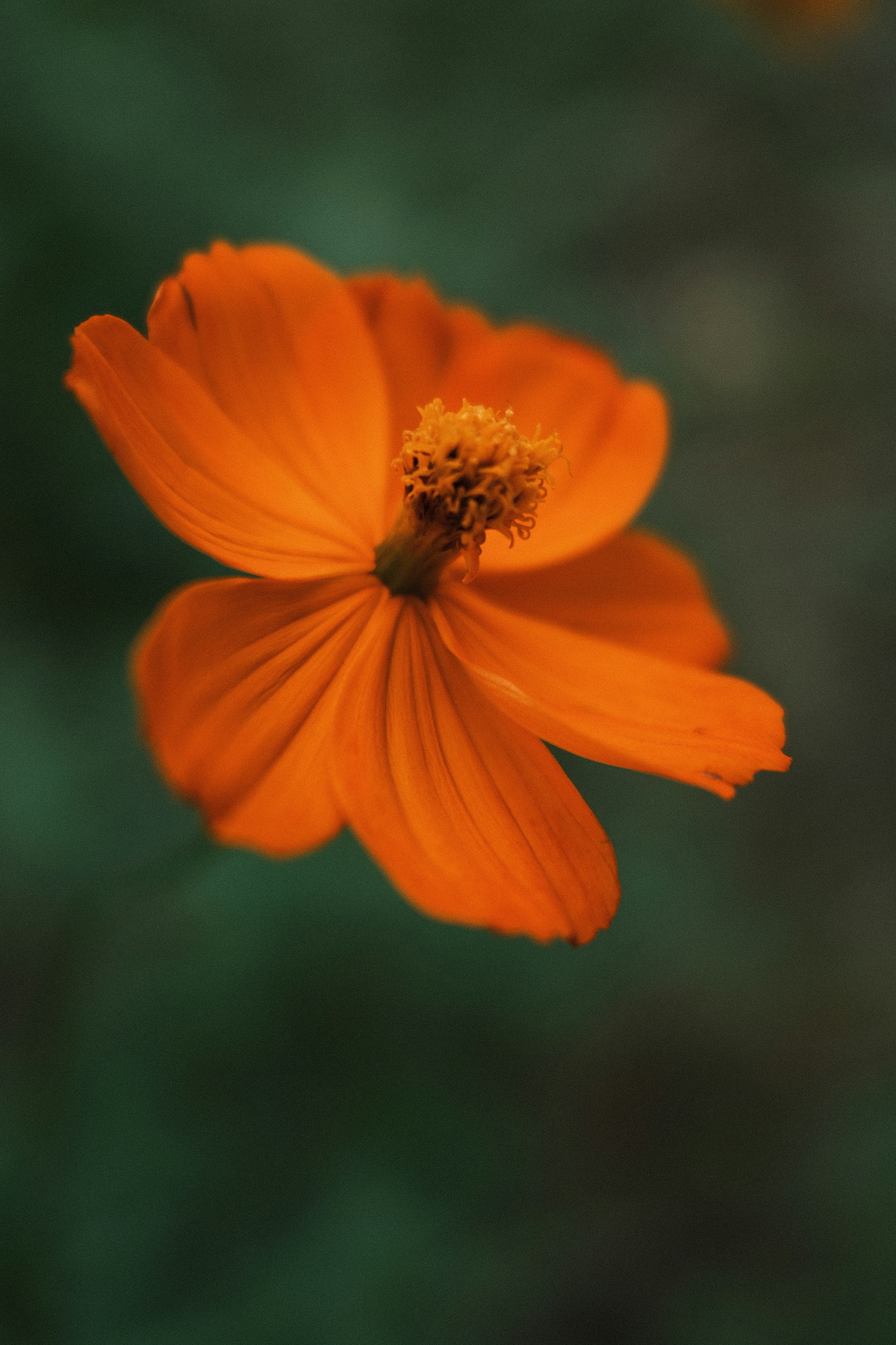 Photo by charlieoz999