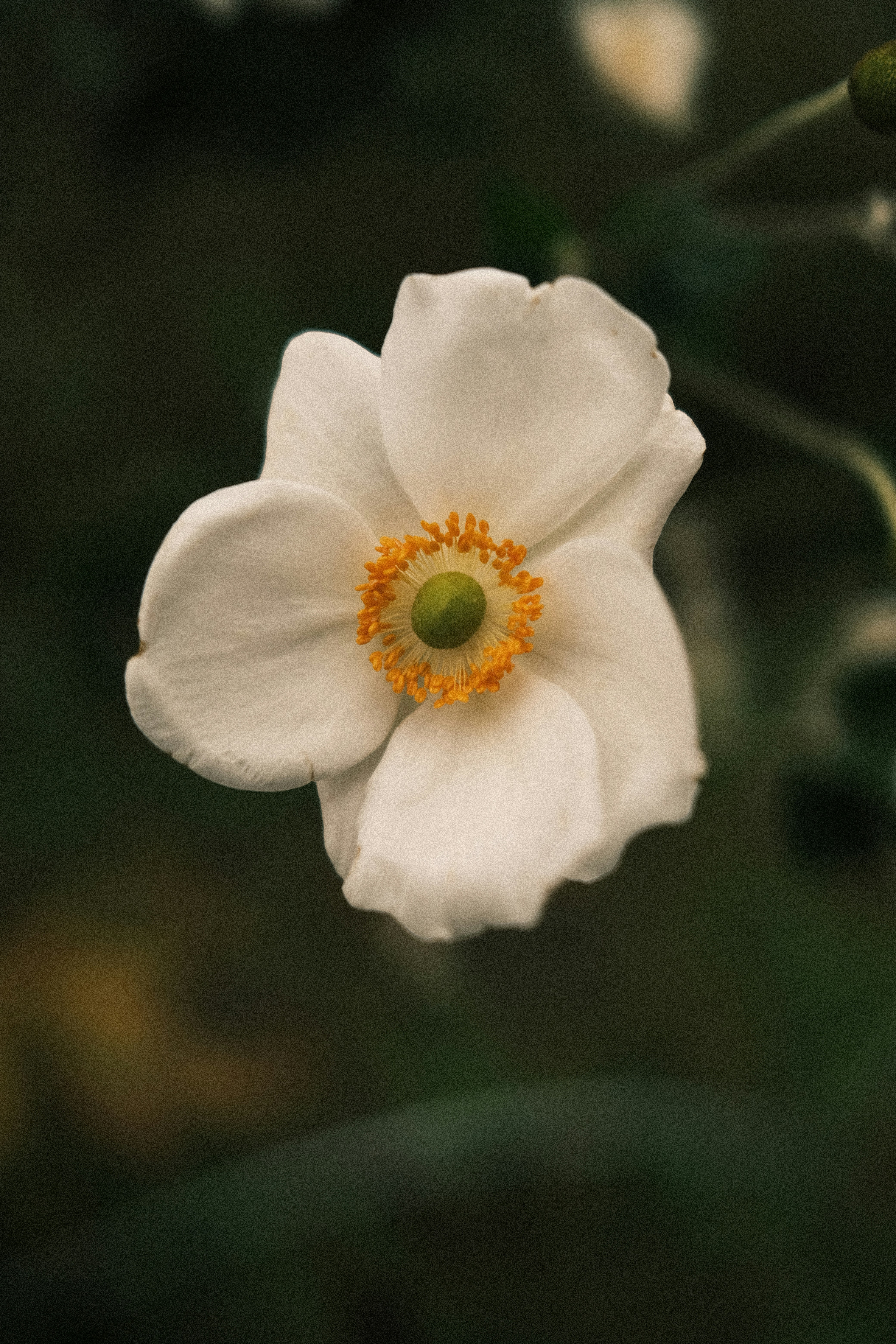 Photo by charlieoz999