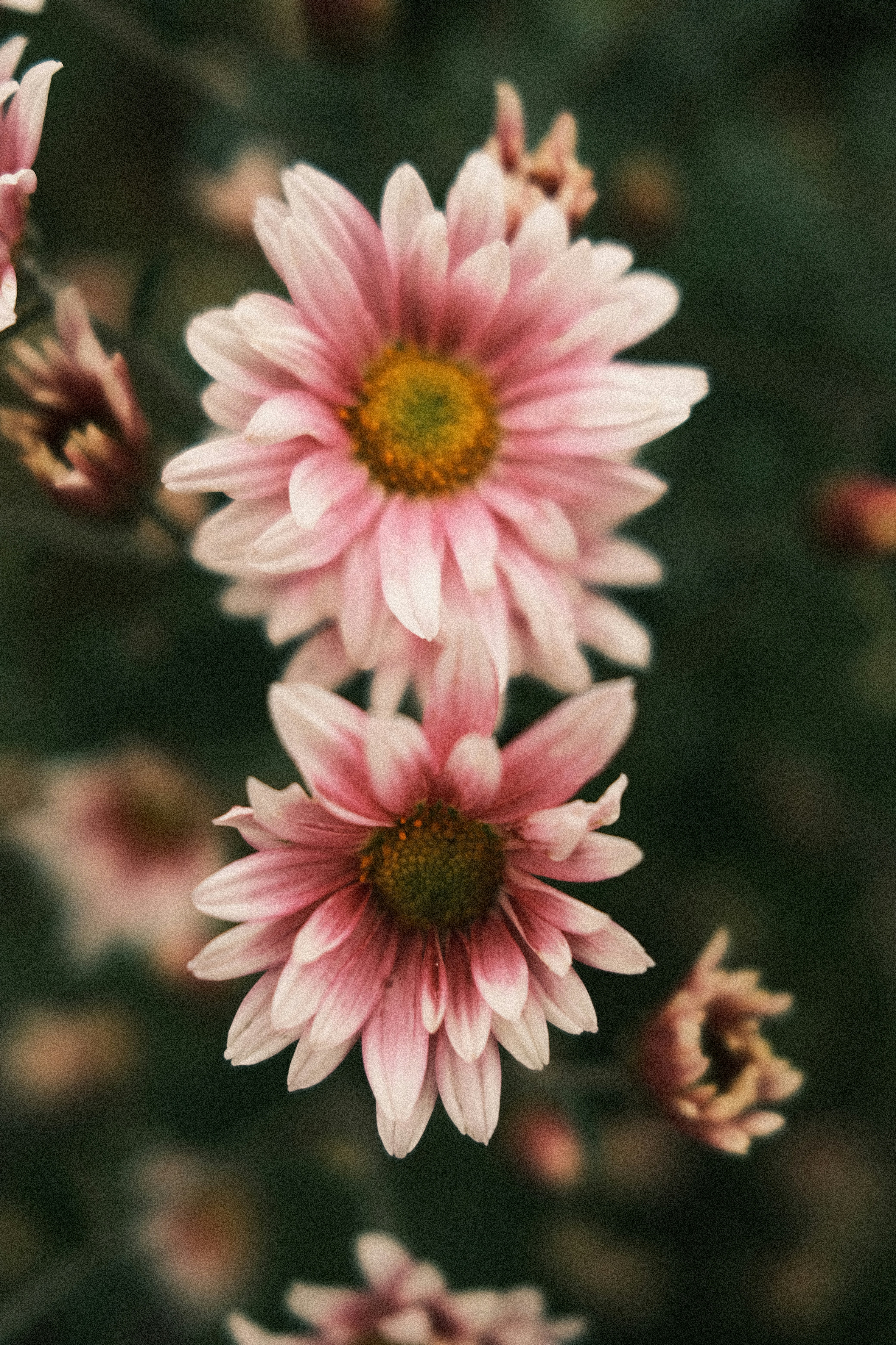 Photo by charlieoz999