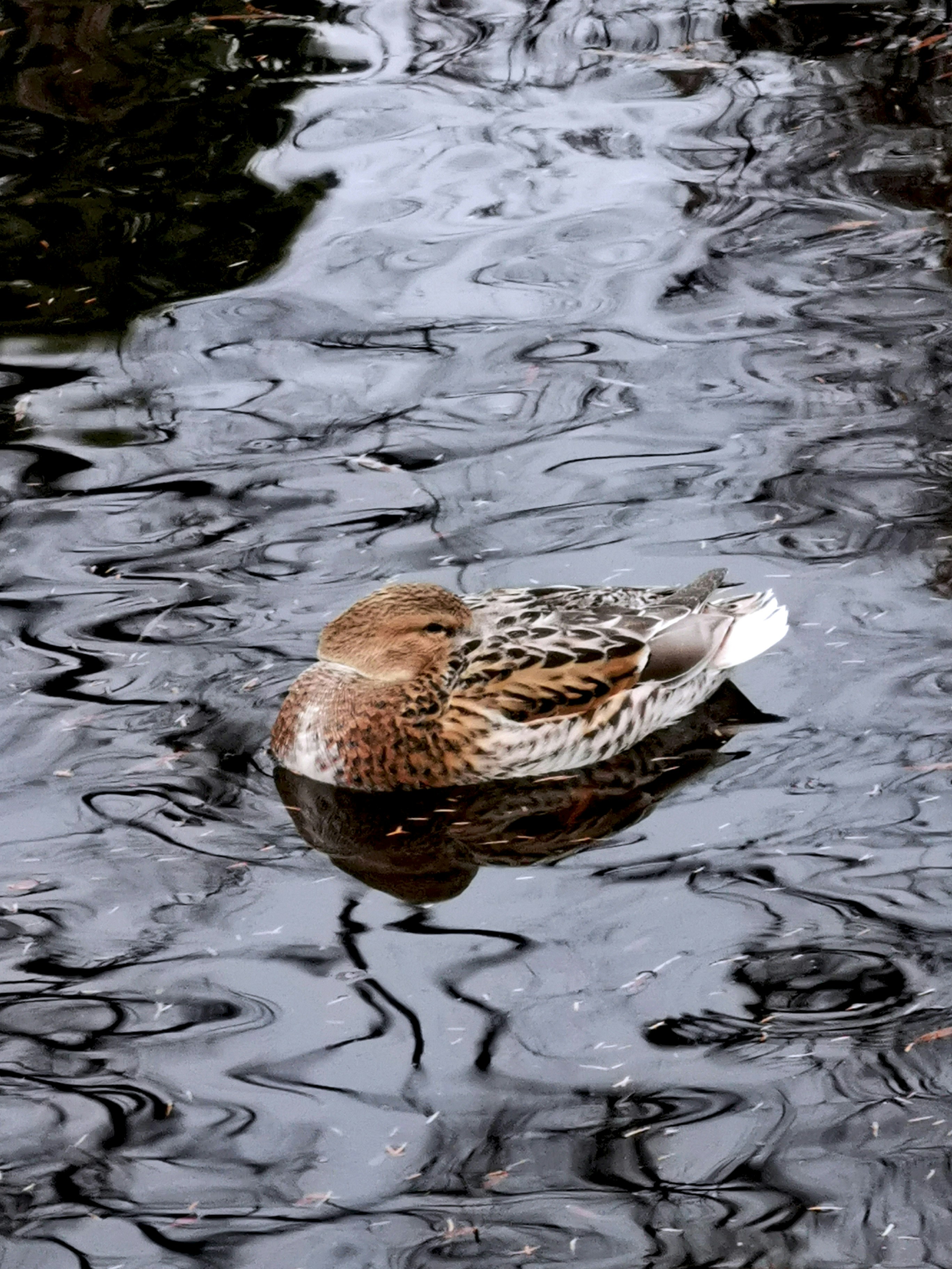 Photo by christianbemsch