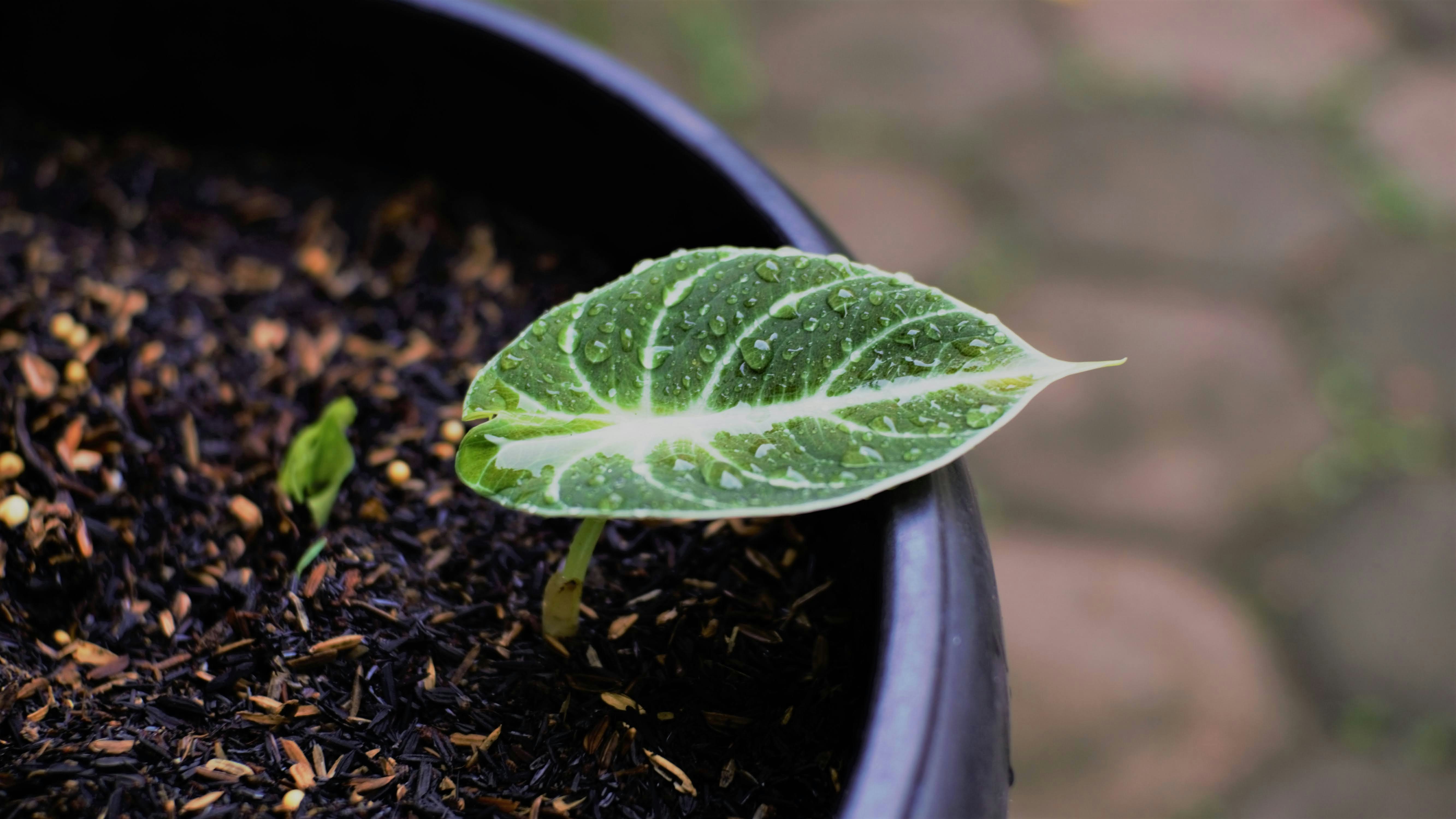 A small green leaf sprouts out of a black pot