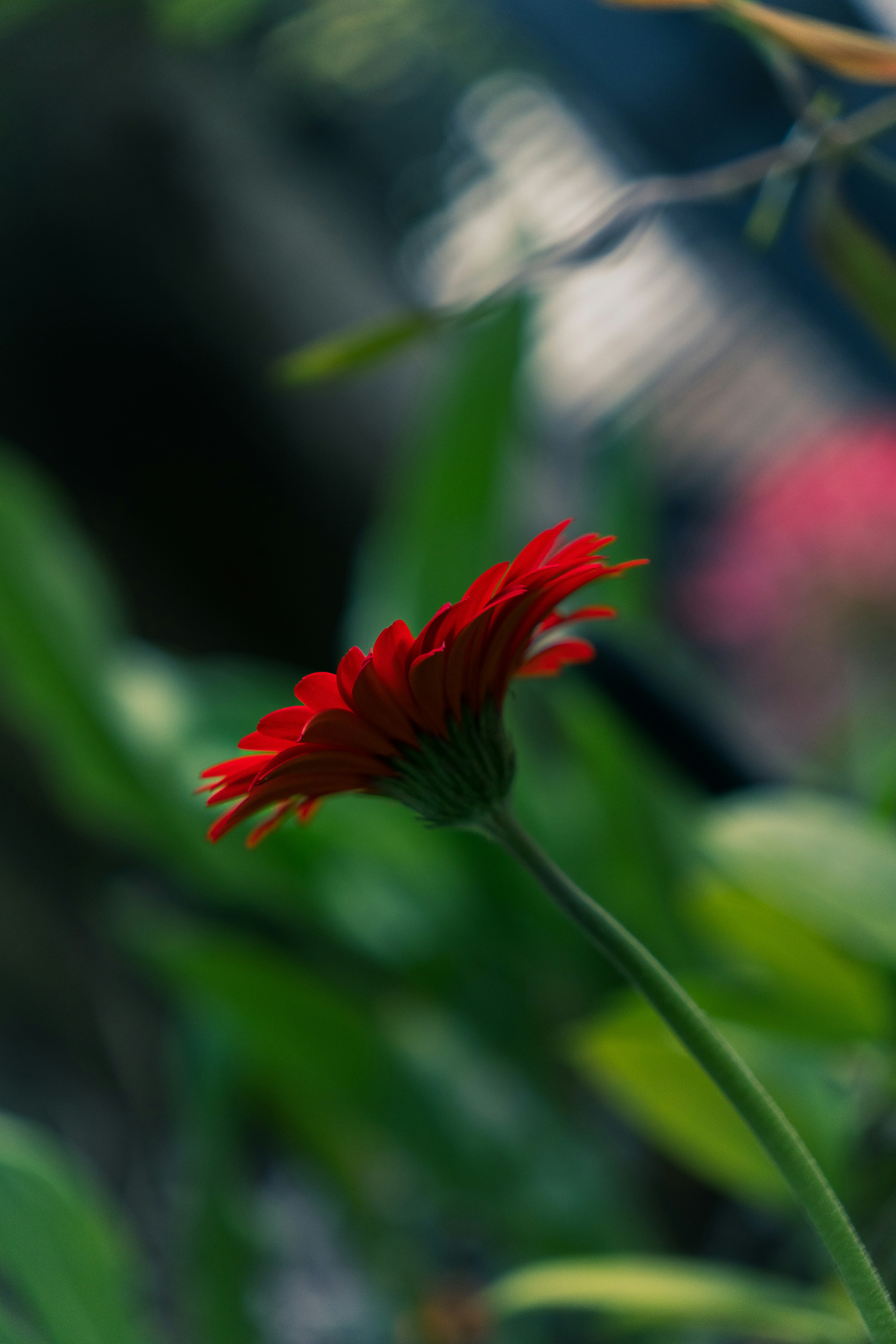Eine rote Blume mit verschwommenem Hintergrund
